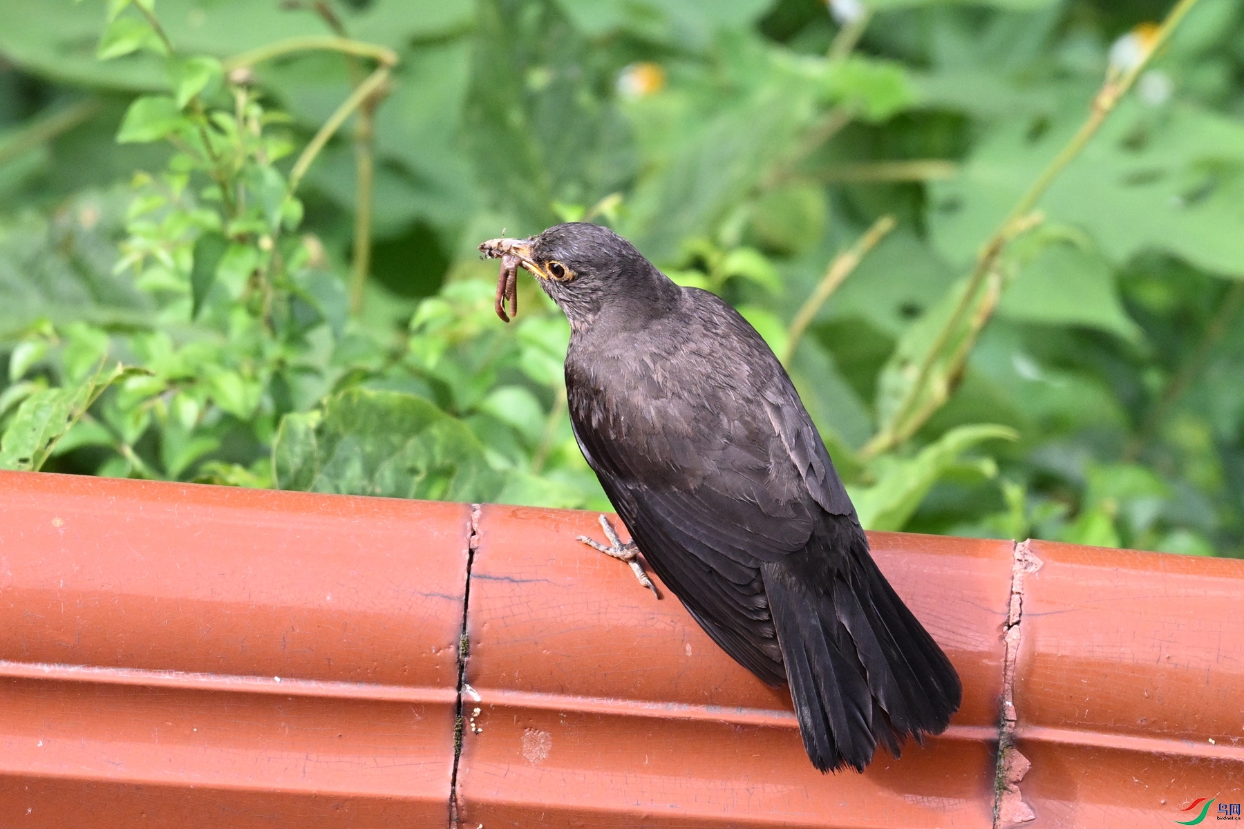 DSC_5771.JPG