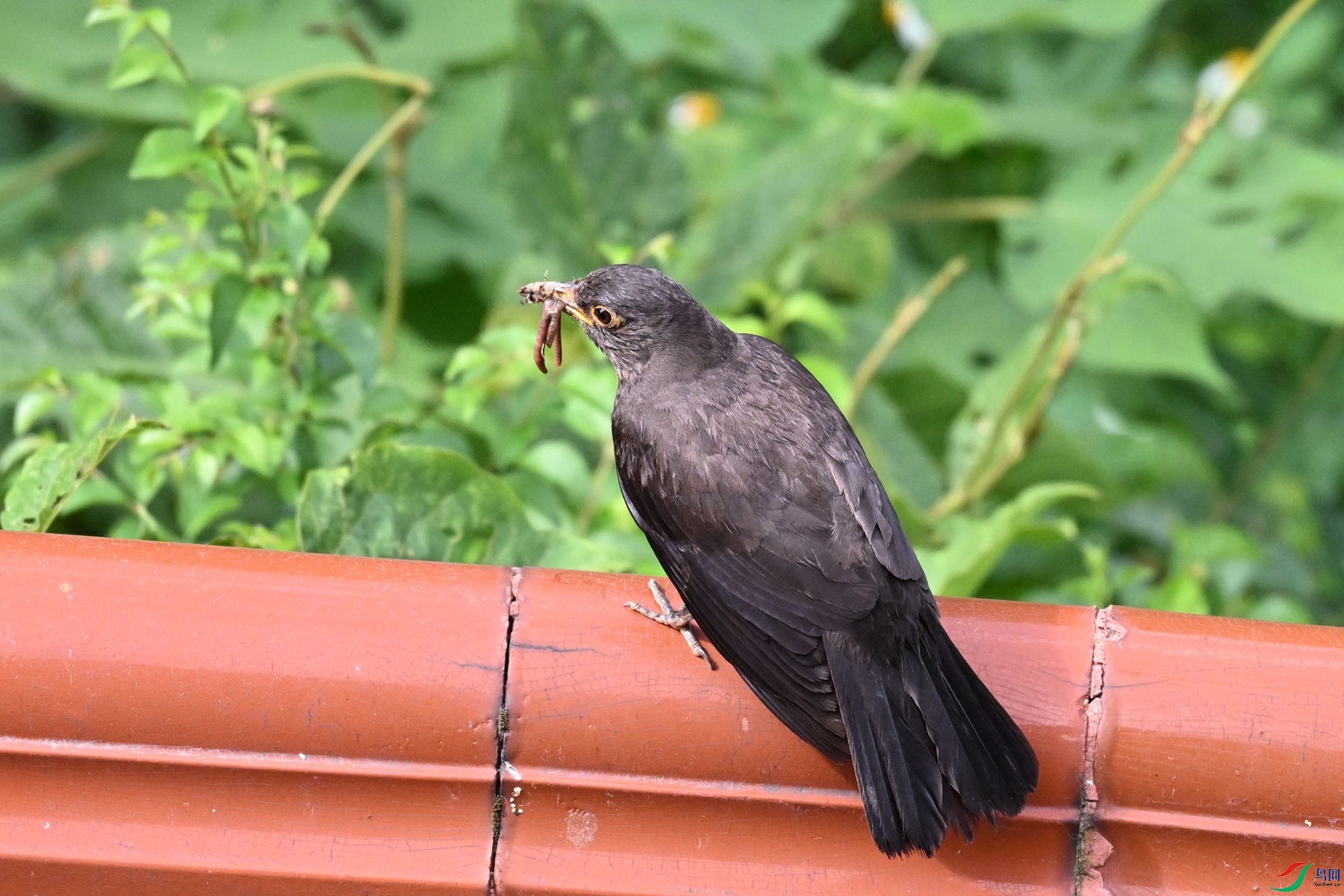 DSC_5772.JPG