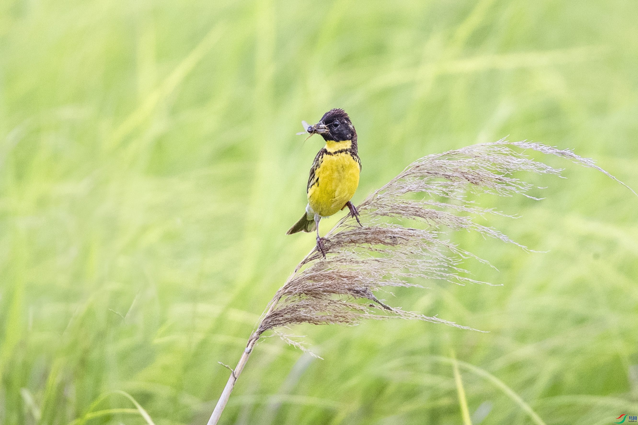 AW4I4703-2 ����_����.jpg