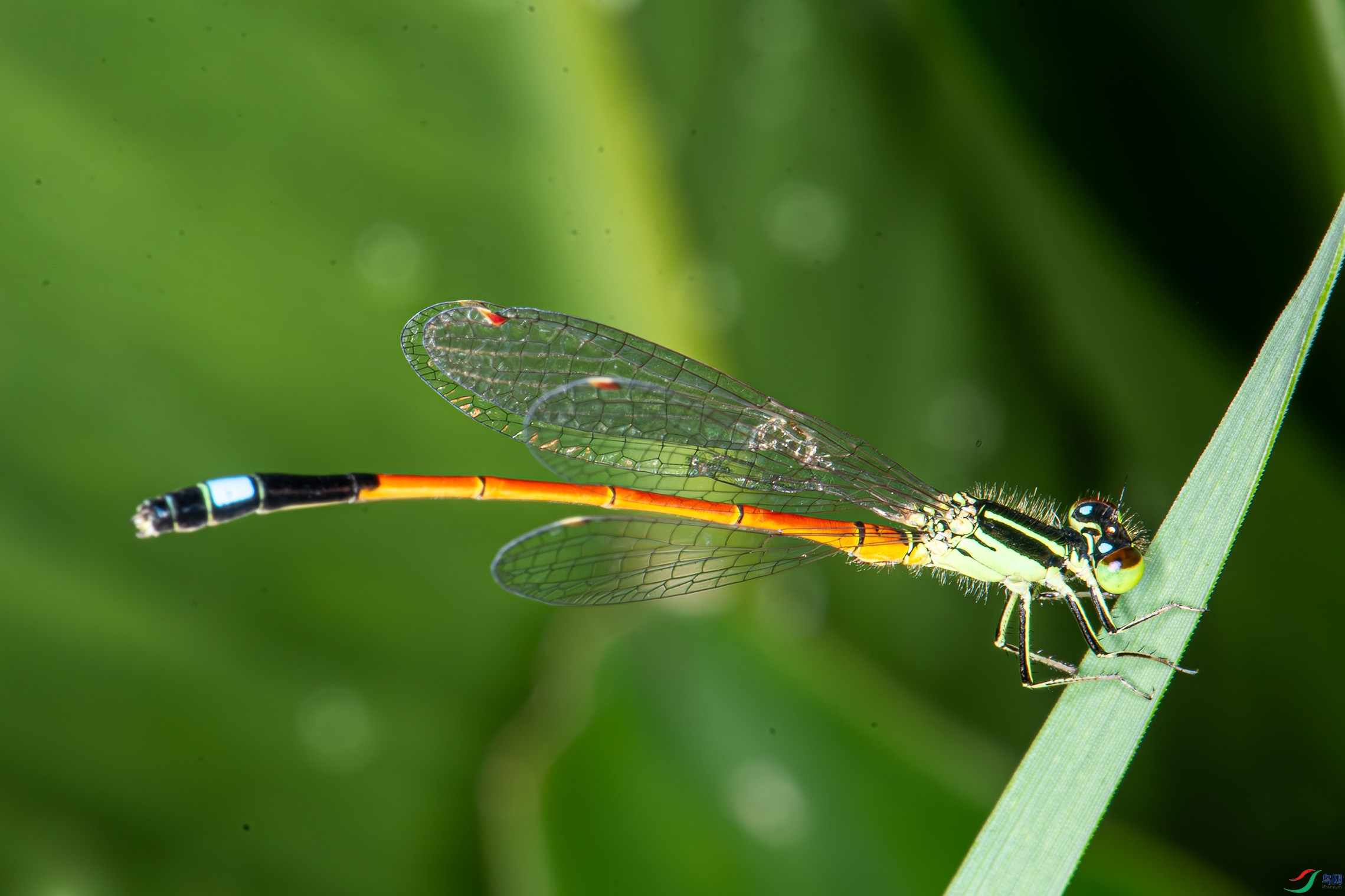 DSC_7232-����ǿ-NR1.jpg