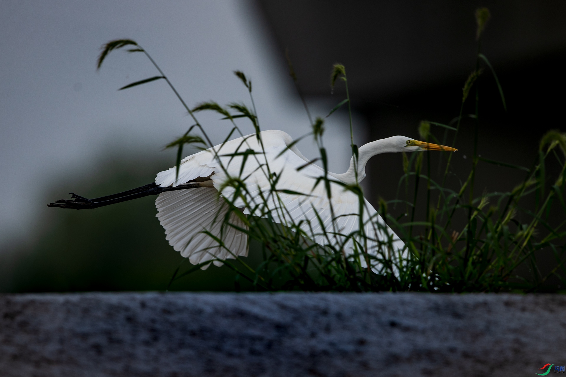 _U3I6936.jpga.jpg