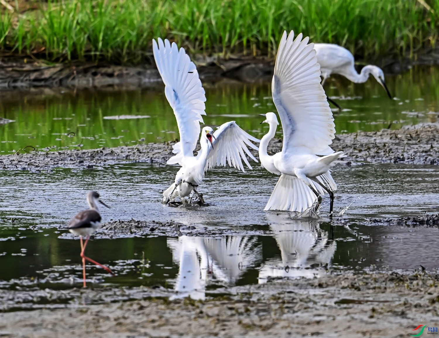 DSC_0790---_conew1.jpg