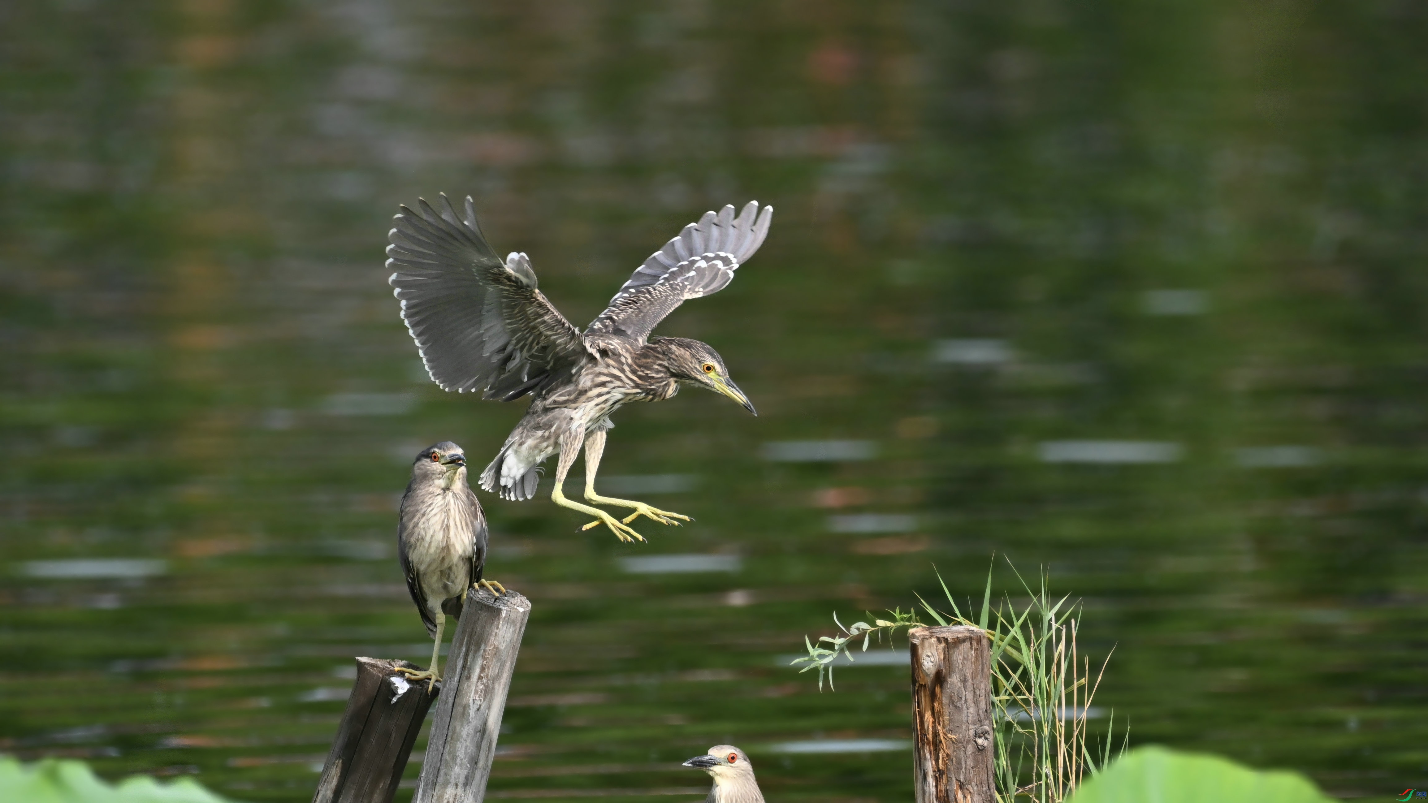 DSC_4329.JPG