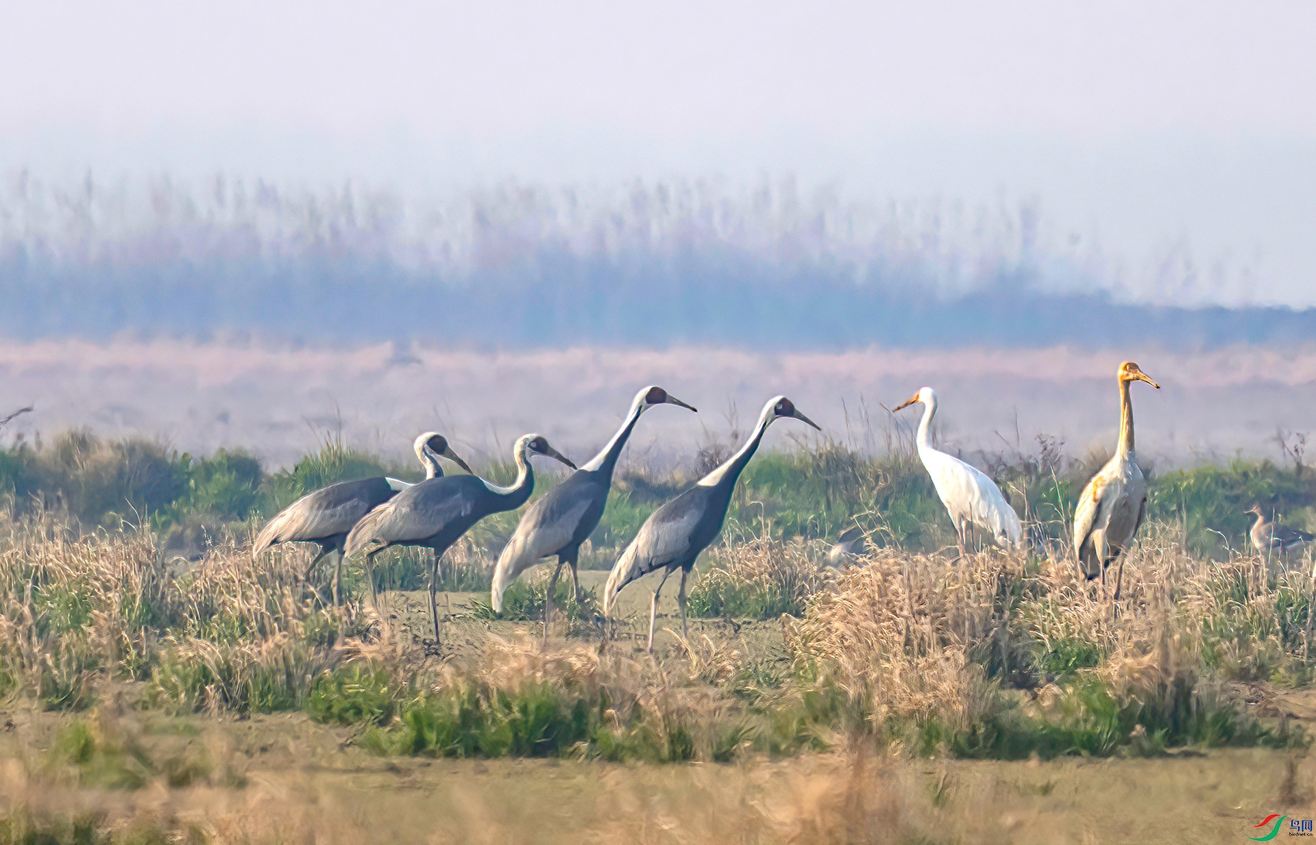 407A0185 ����-Sh---1 .jpg