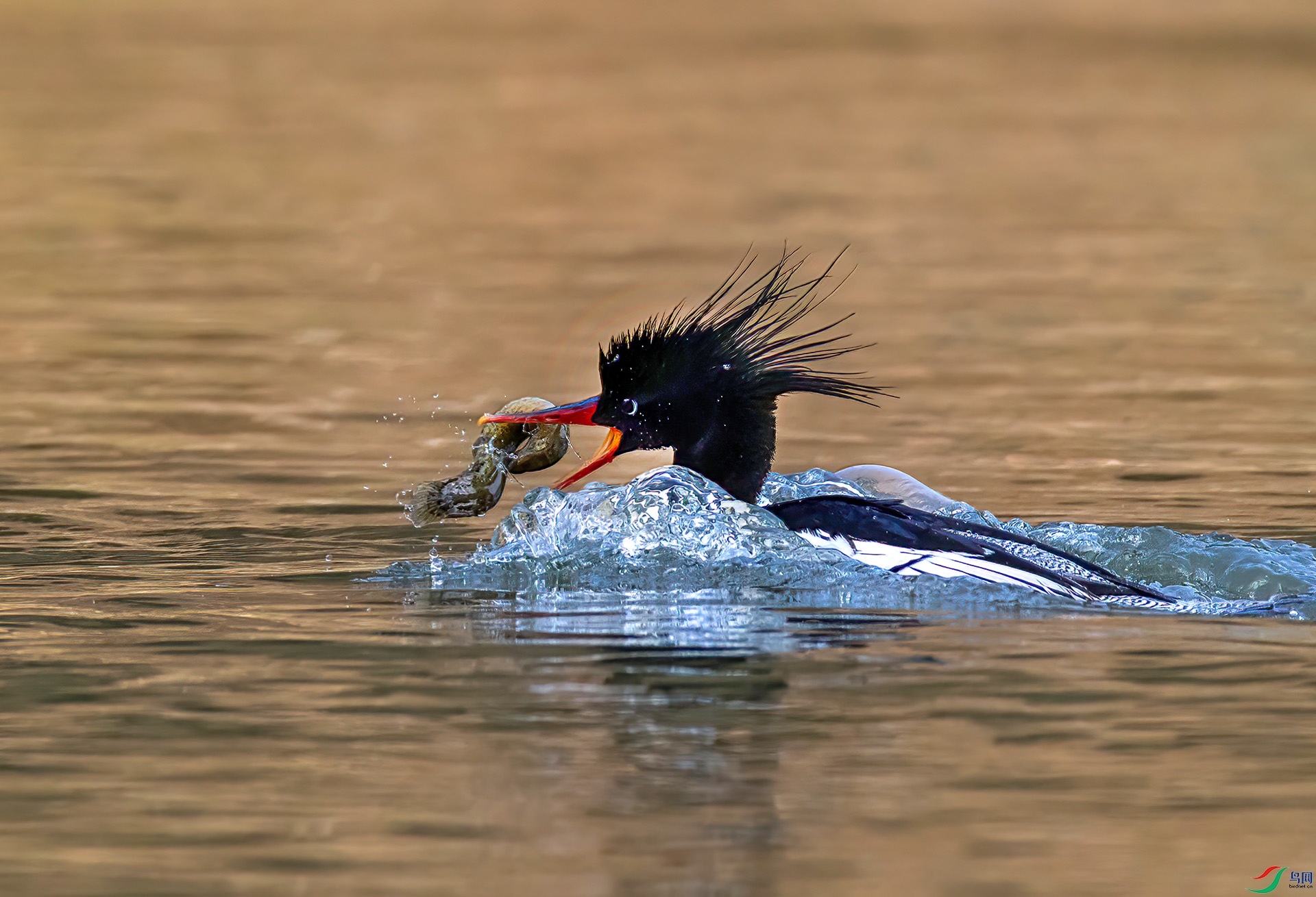 407A0760 ����-Sha----1 .jpg