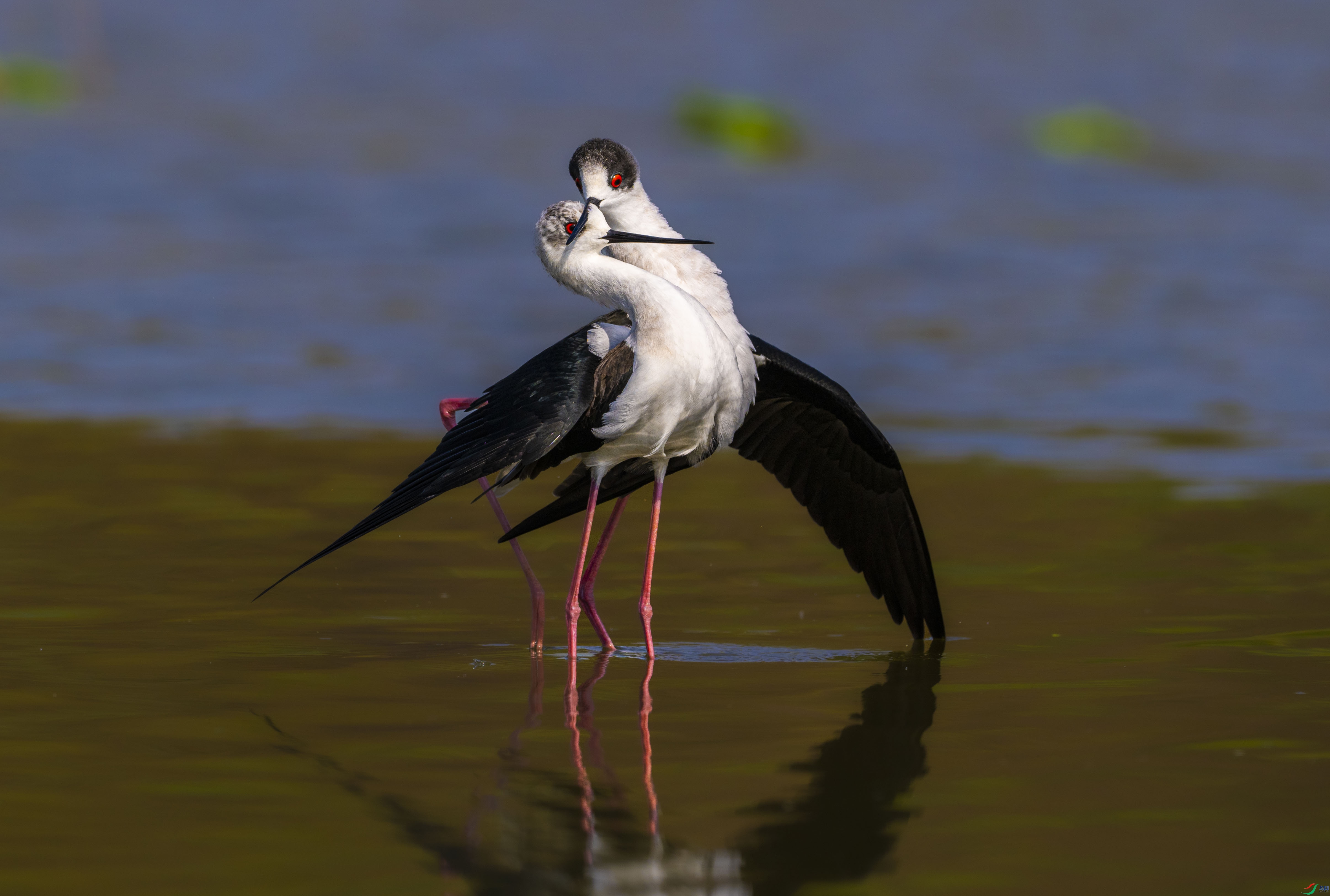 ������ӵ