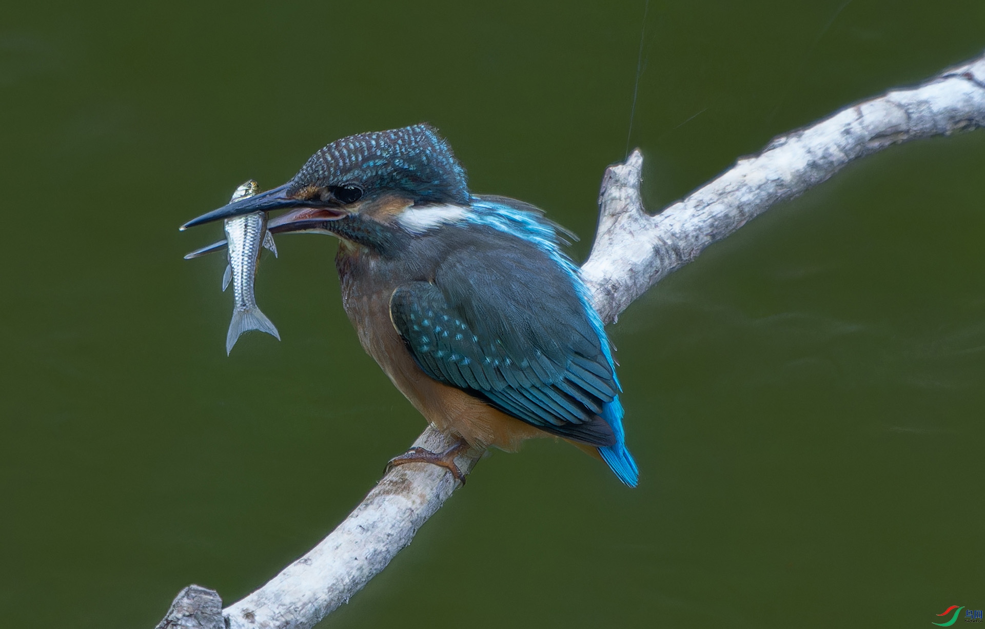 DSC04817-ARW_DxO_DeepPRIMEXD ����.jpg