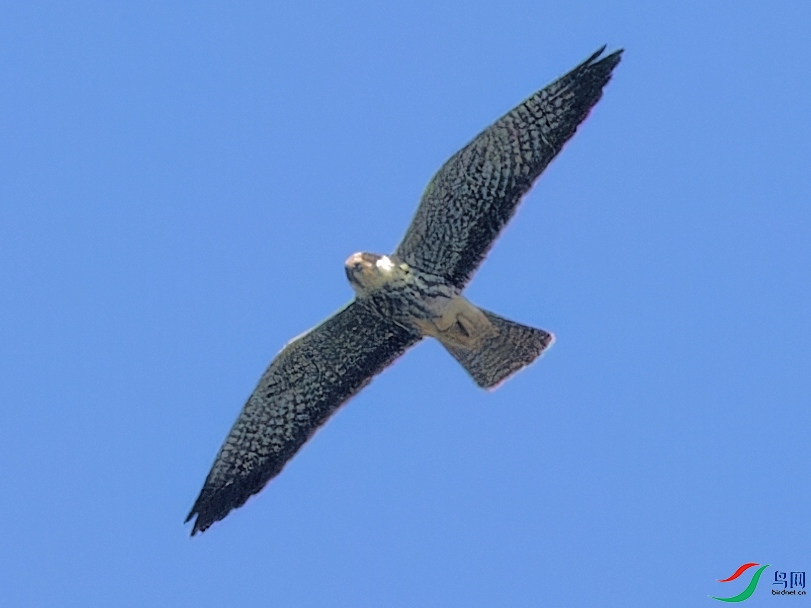 P9148478_DxO.jpg