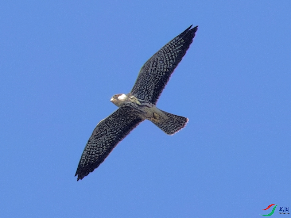 P9148484_DxO-1.jpg