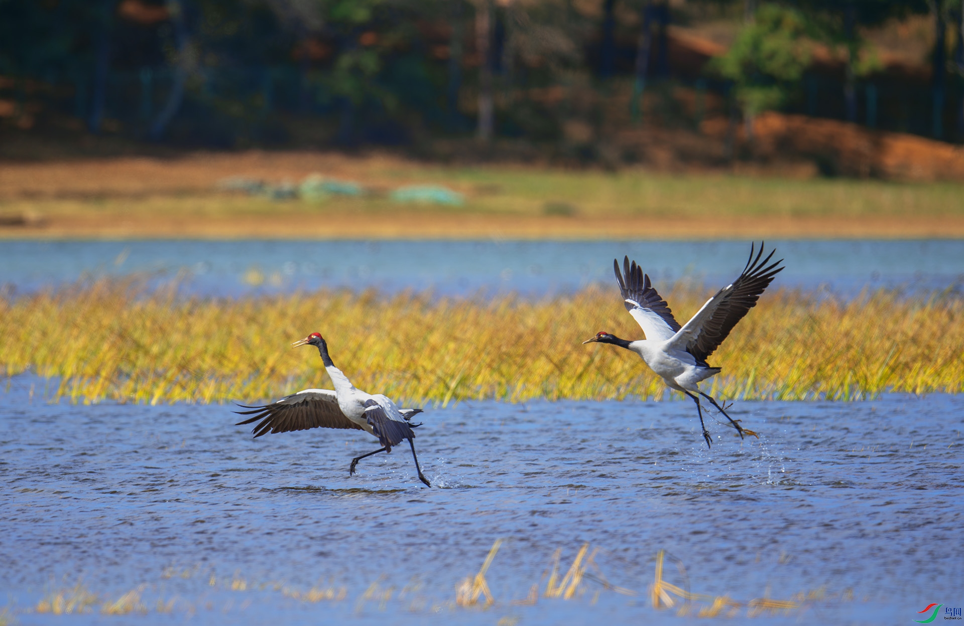 DSC_0012-1.jpg