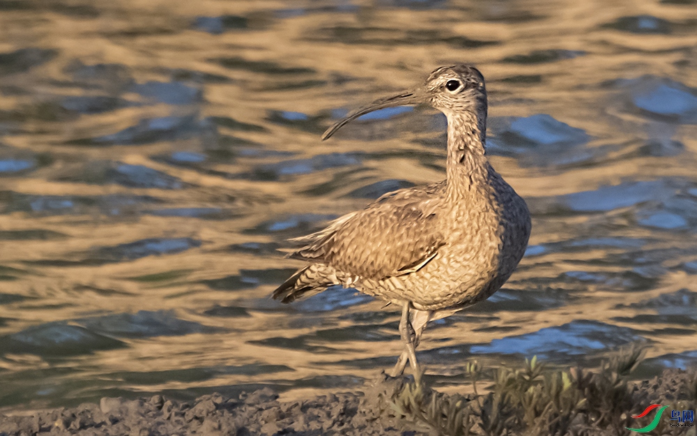 DSC_4726 ����1 ��������.jpg