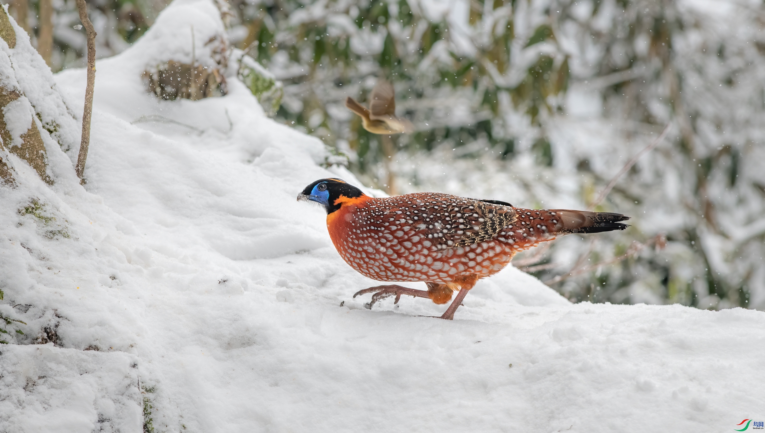 DSC_4122-11.jpg