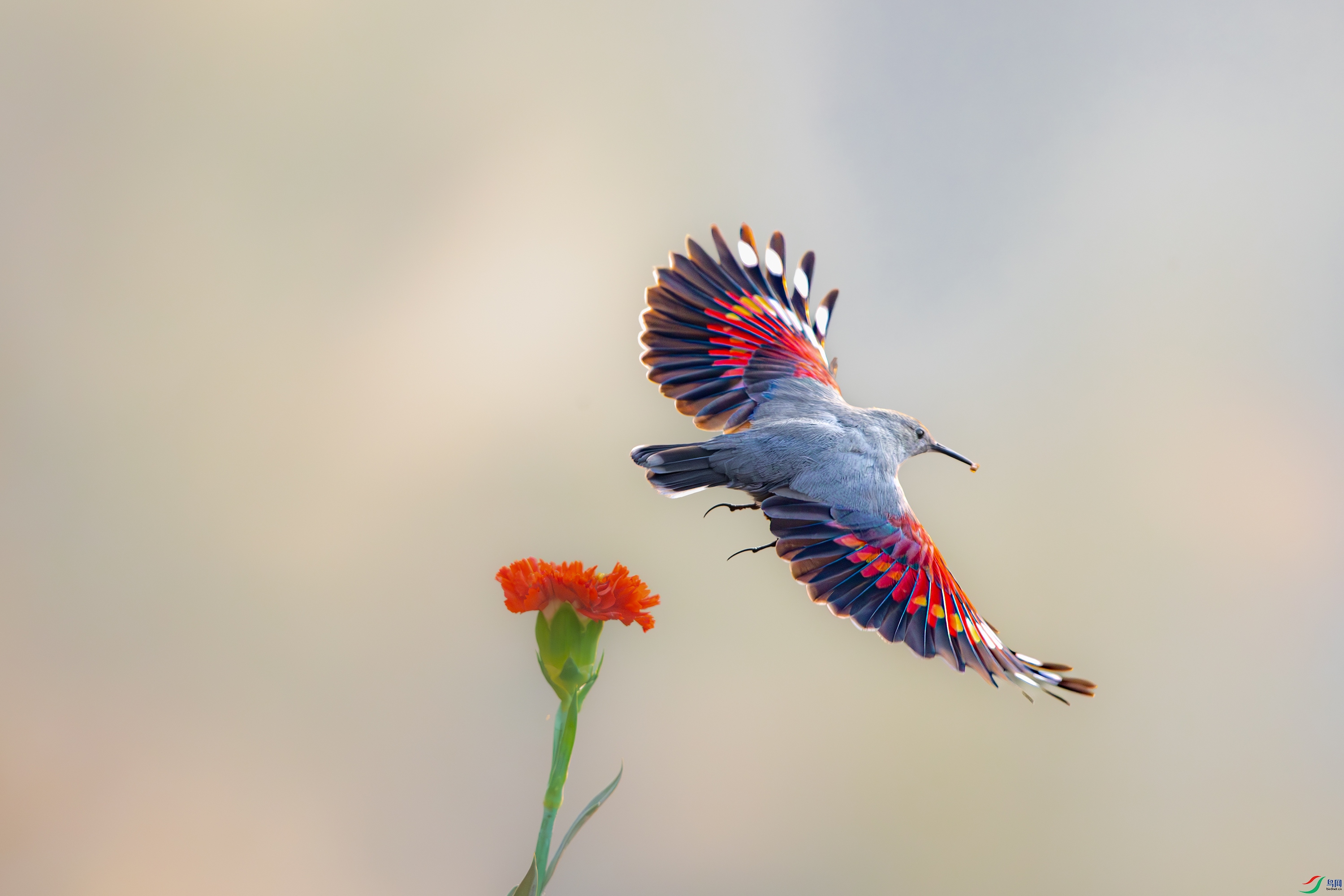 A15I9899-����ǿ-NR ����.jpg