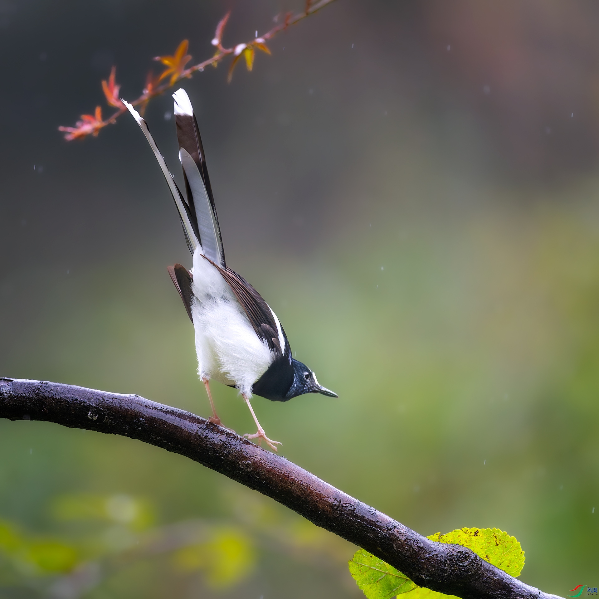 0_DSC0190-DxO_DeepPRIME-XD2s_XD.jpg