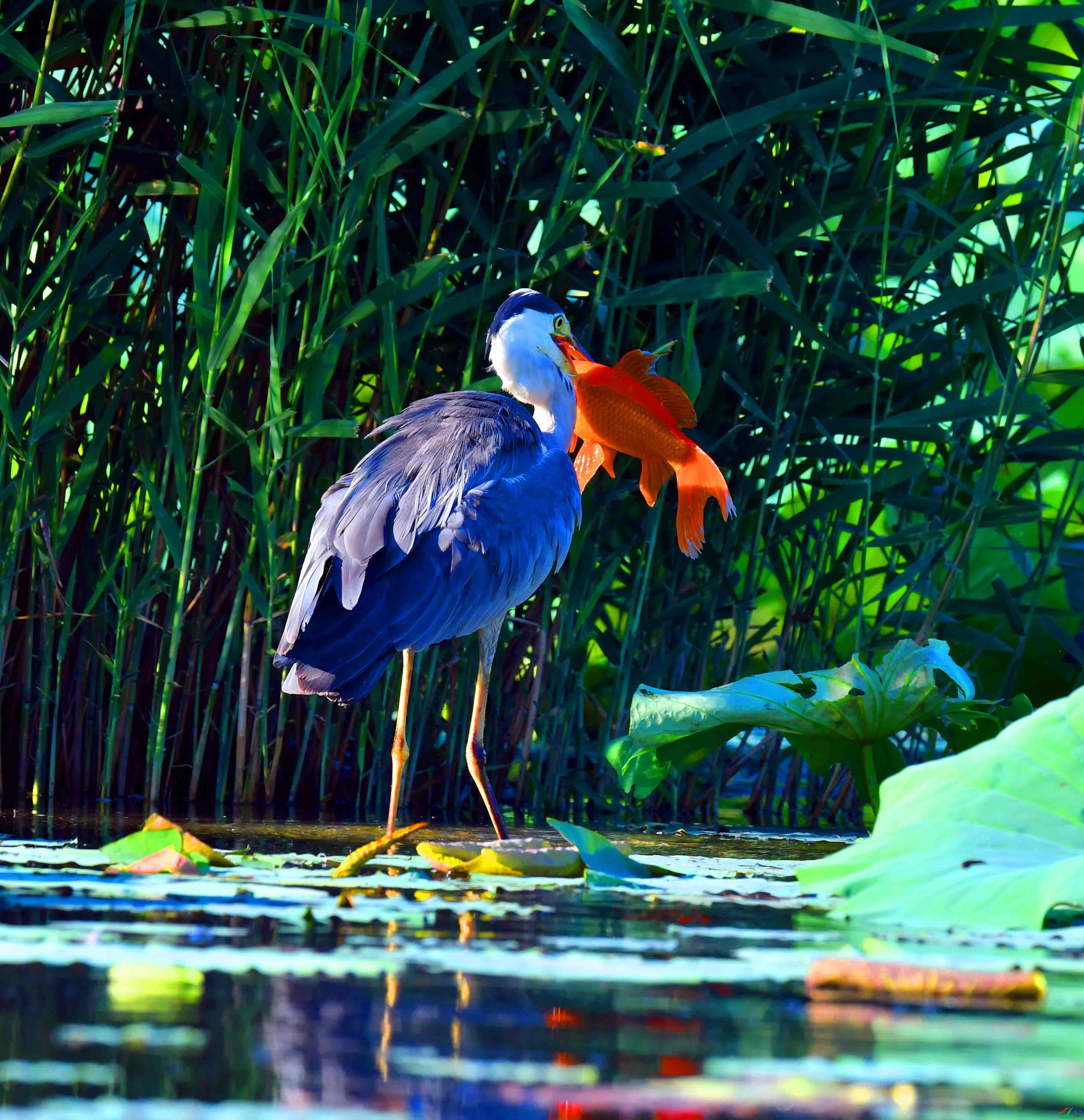 DSC_9480.JPG