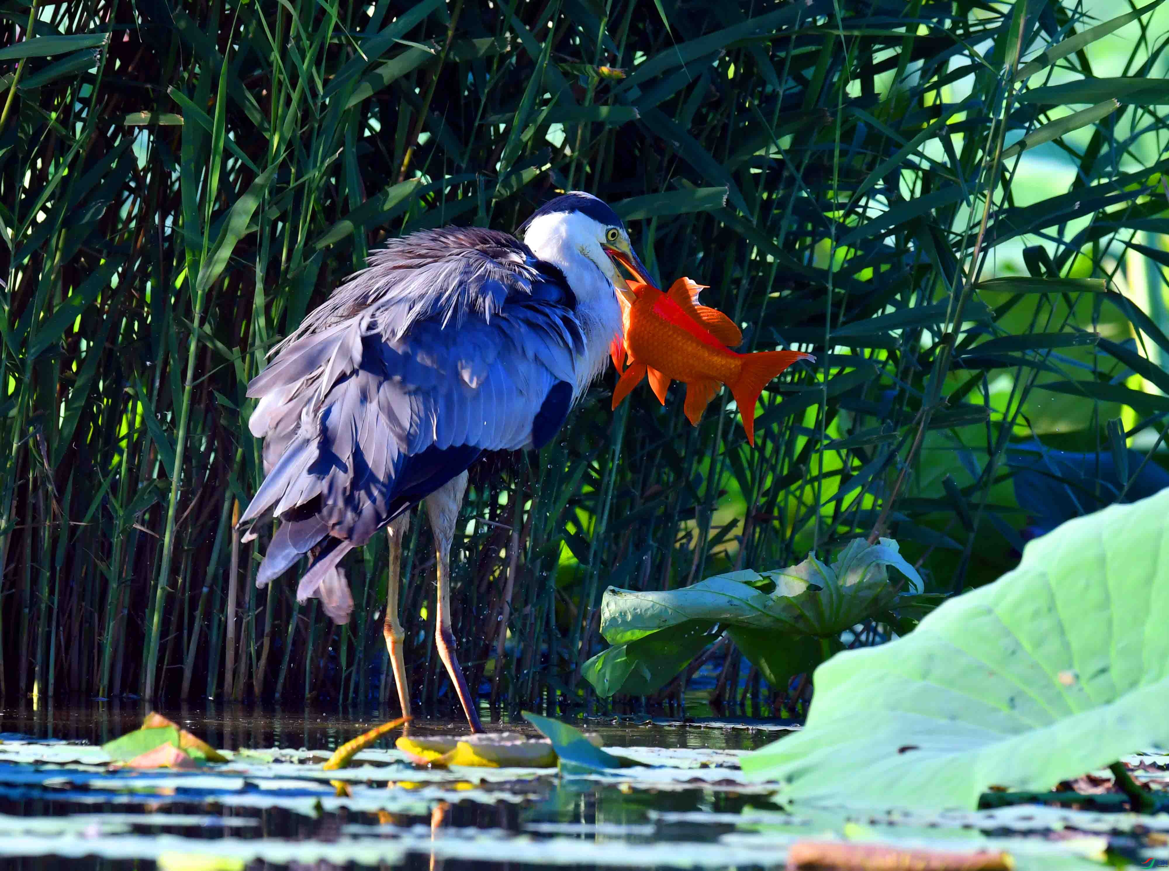 DSC_9506.JPG