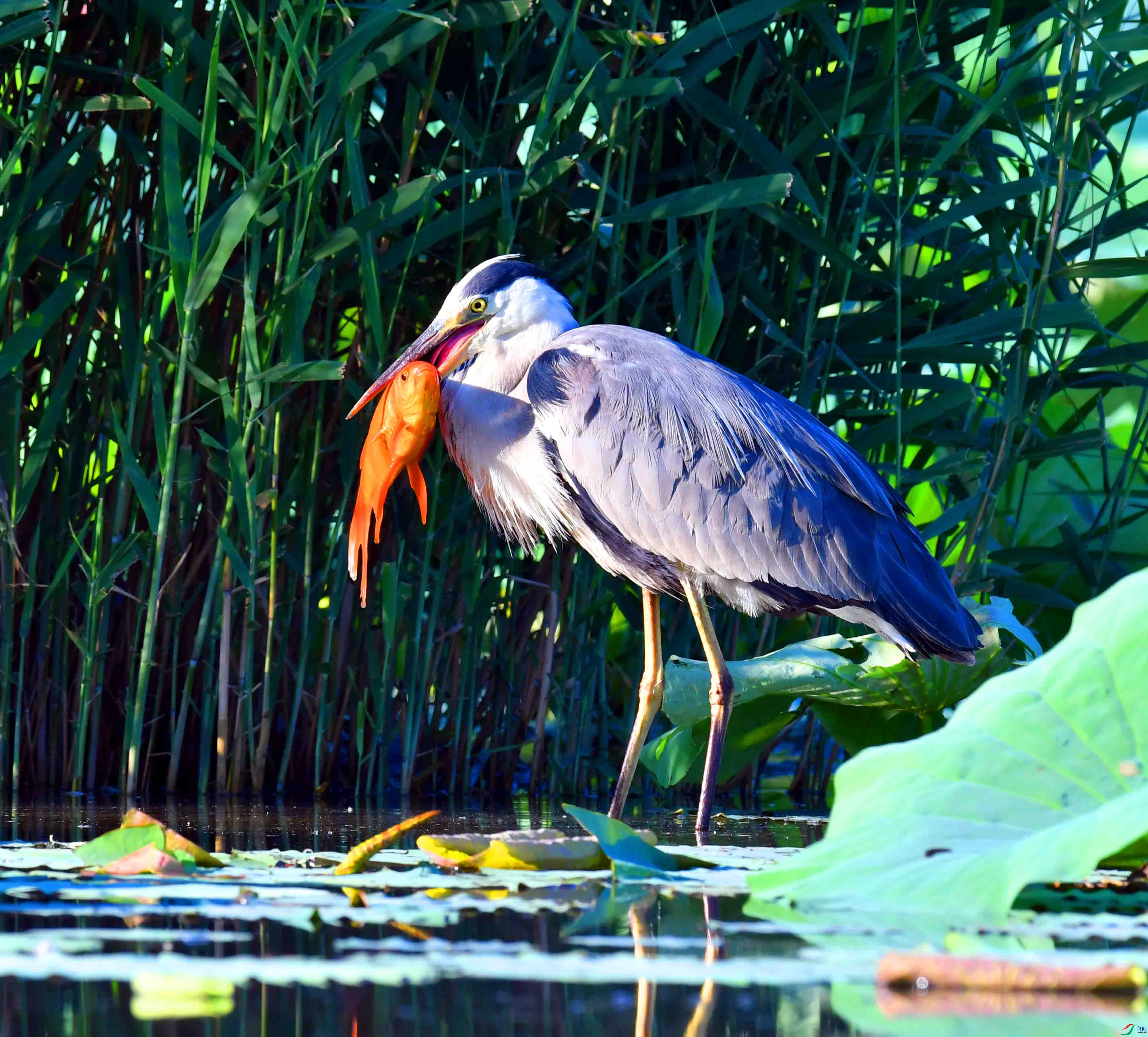 DSC_9610.JPG