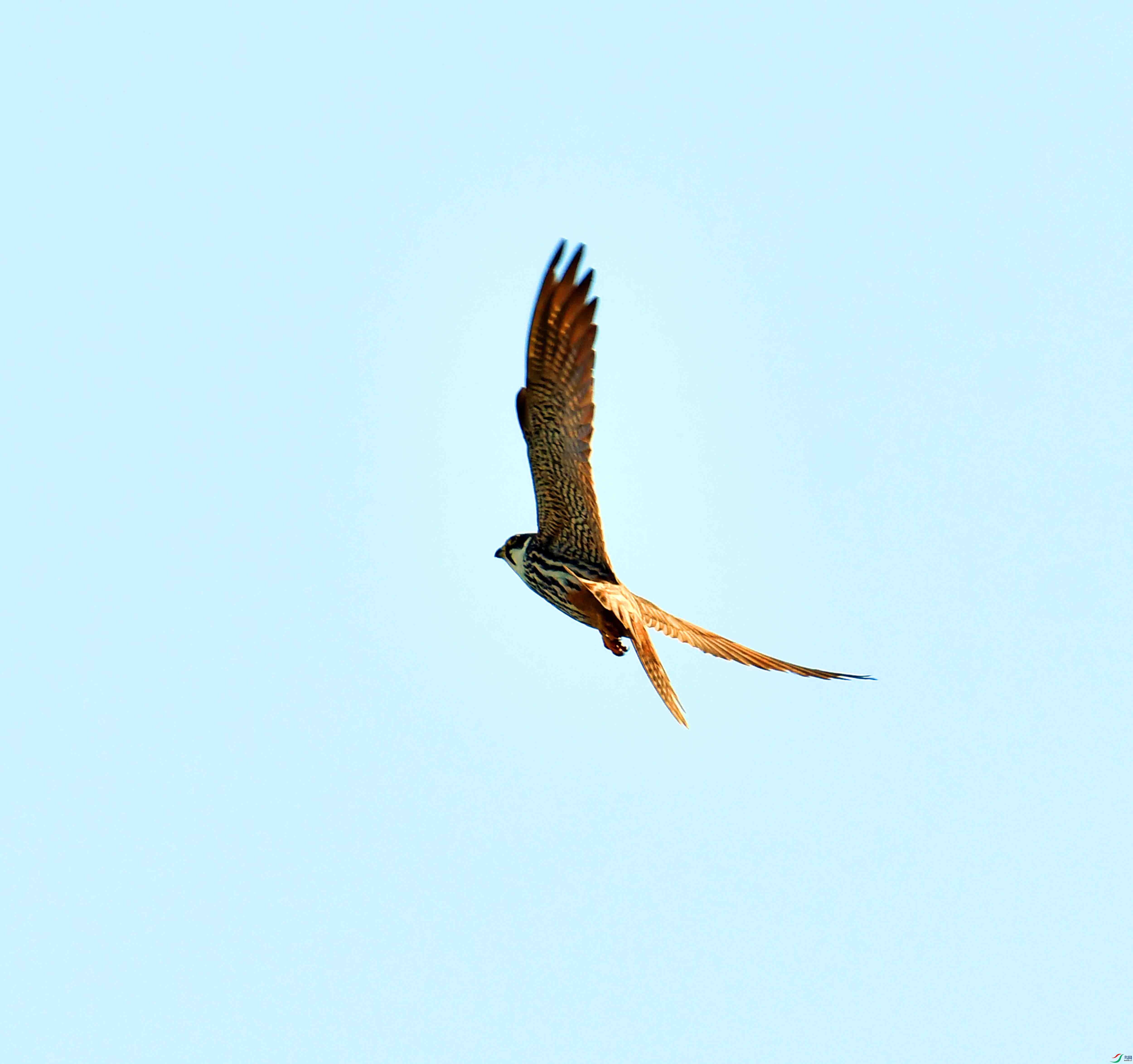 DSC_0210.JPG