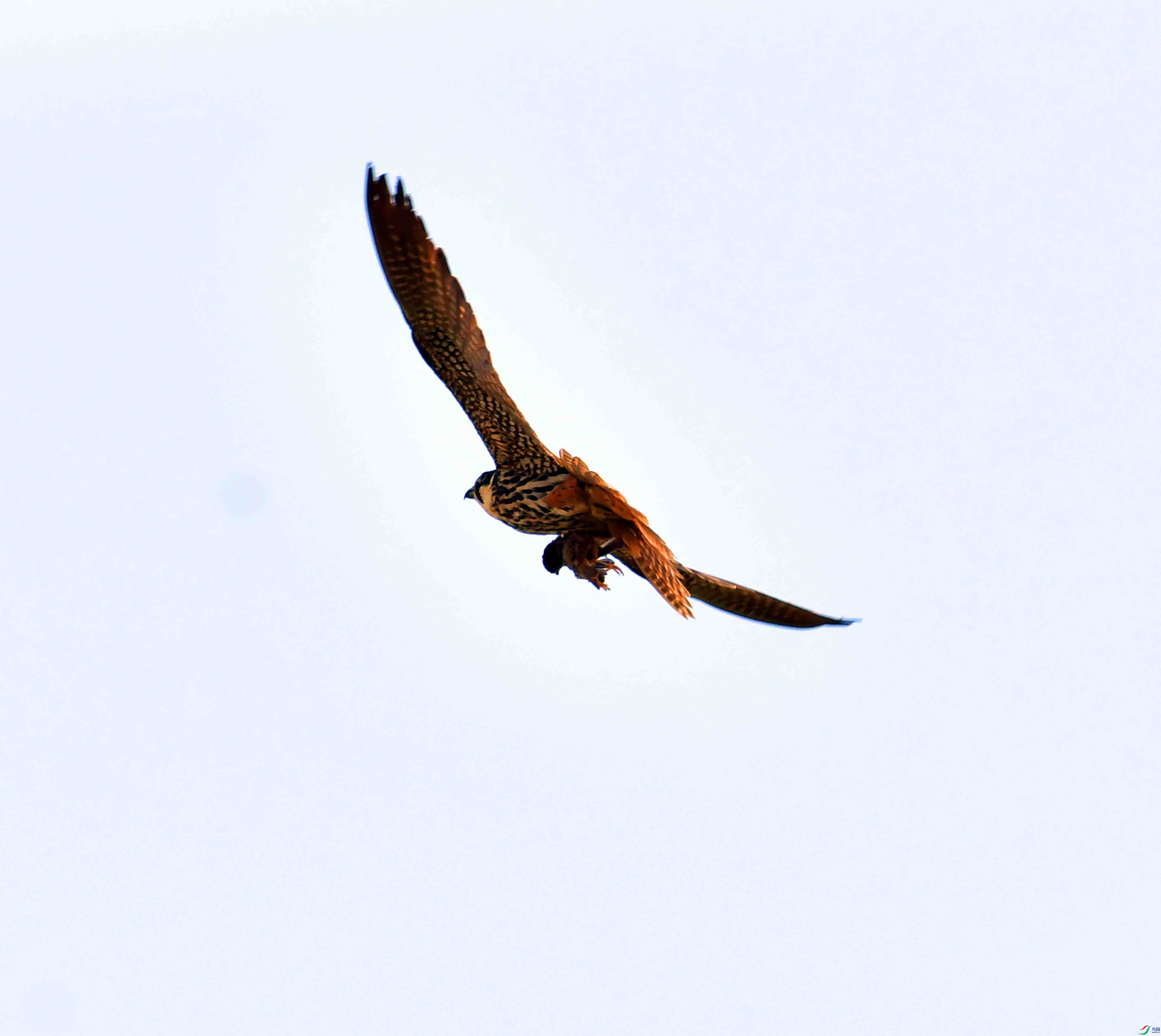 DSC_0333.JPG