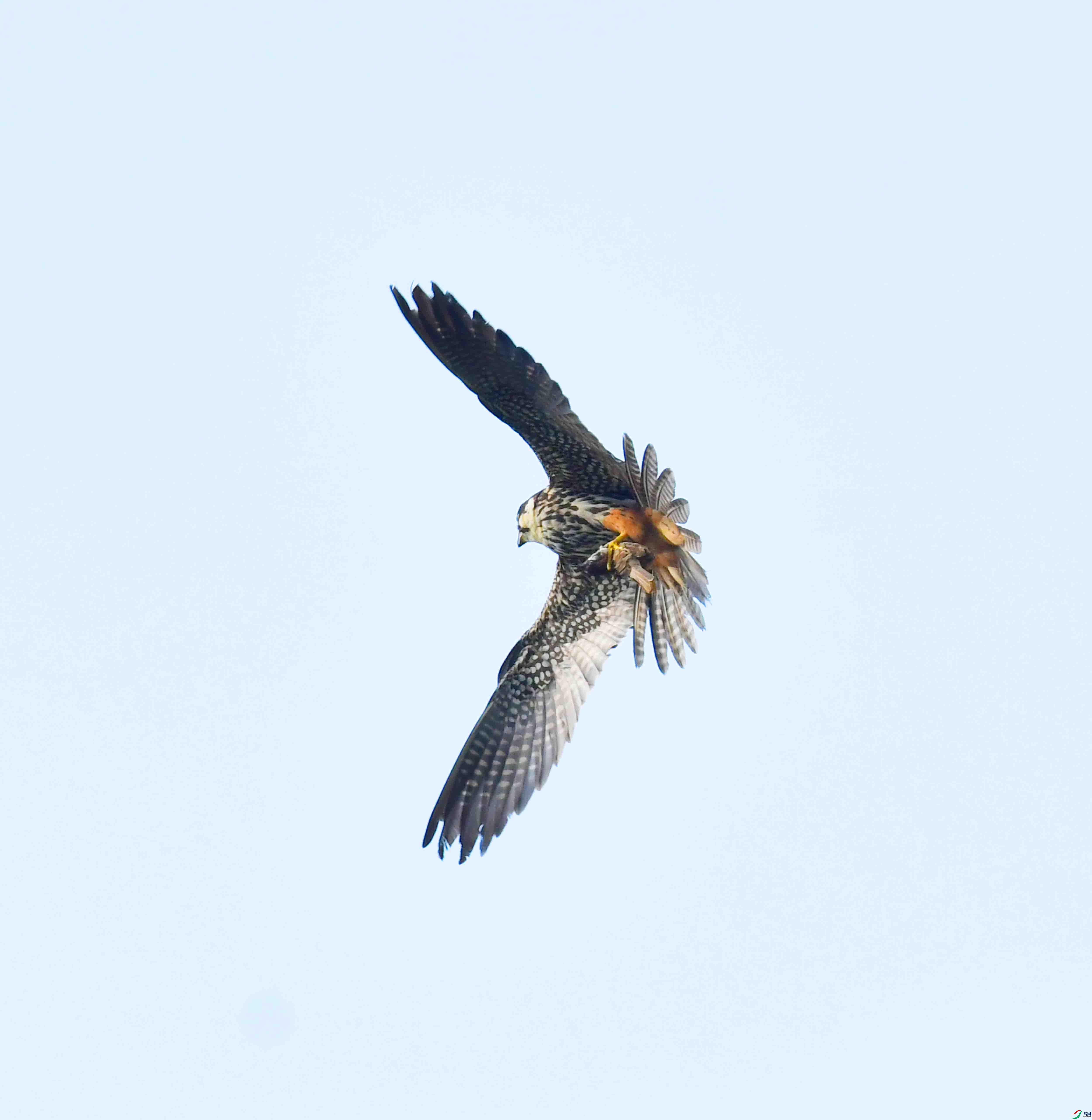 DSC_0336.JPG