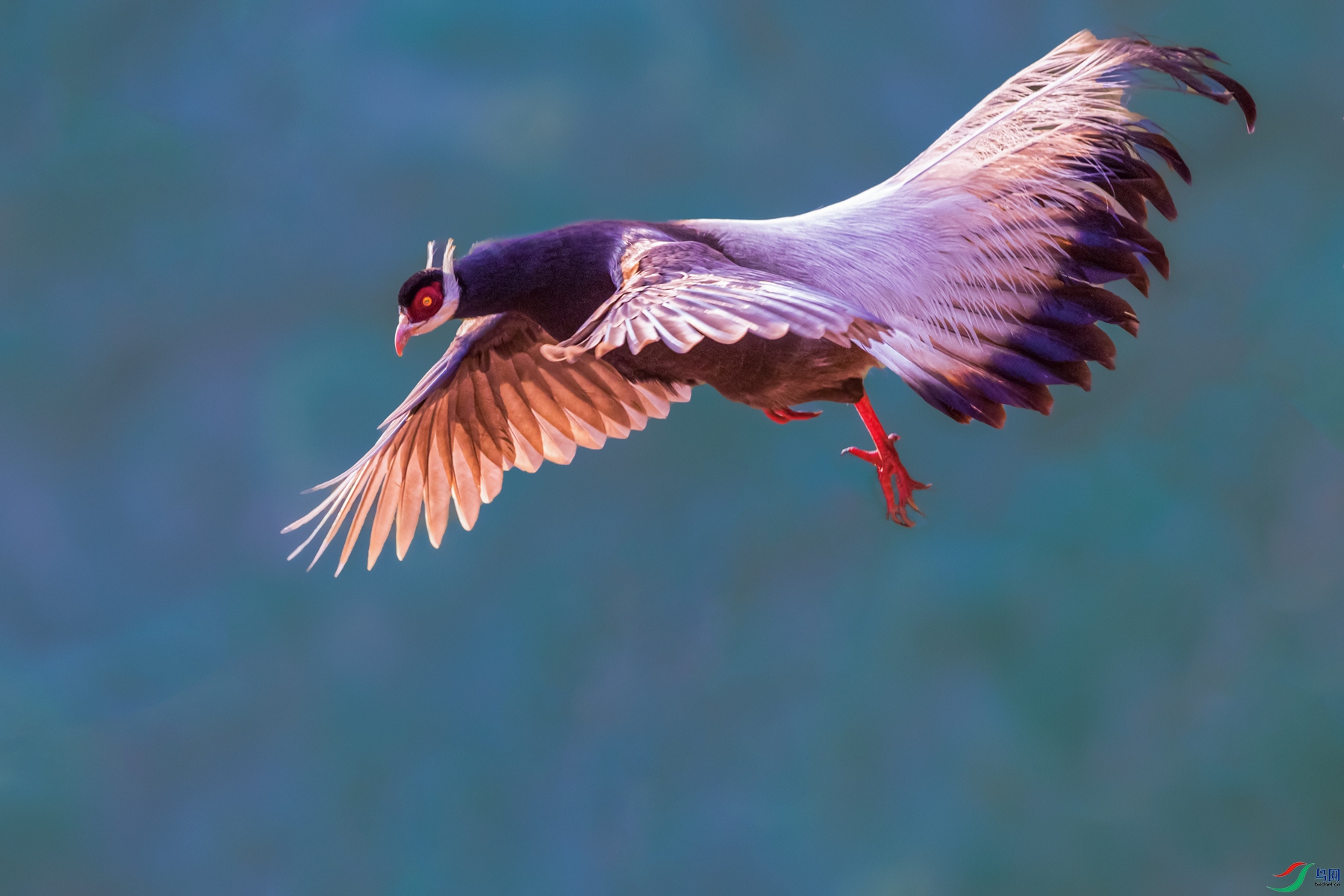 ������----����ϼ����콵