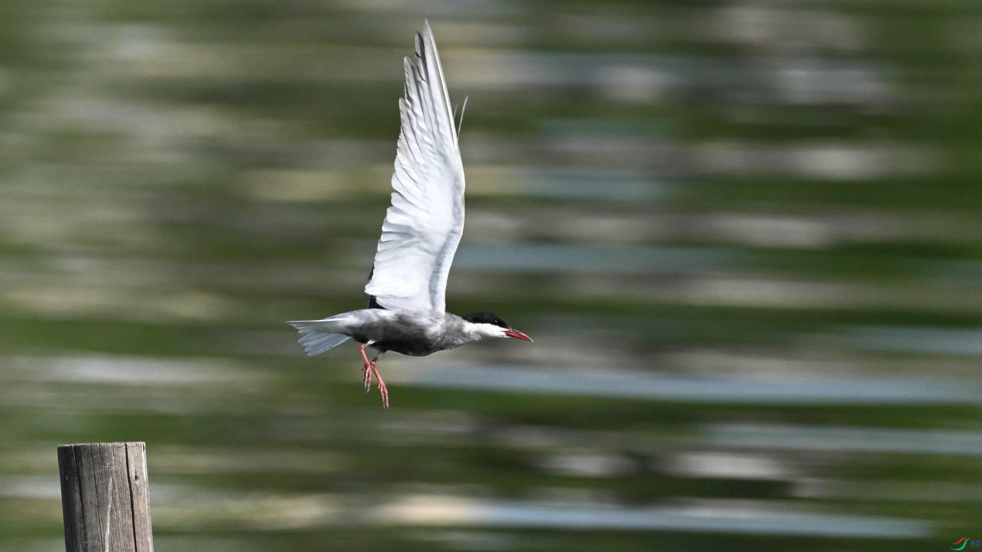 DSC_4184.JPG