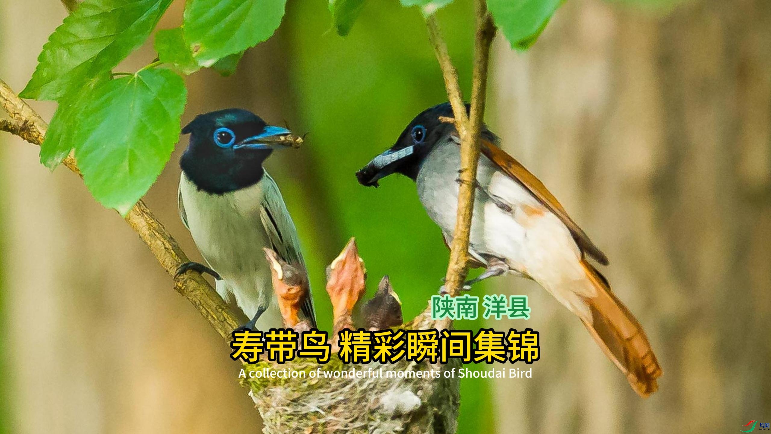 ���� ���� �ٴ��񾫲�˲�伯��-����.jpg