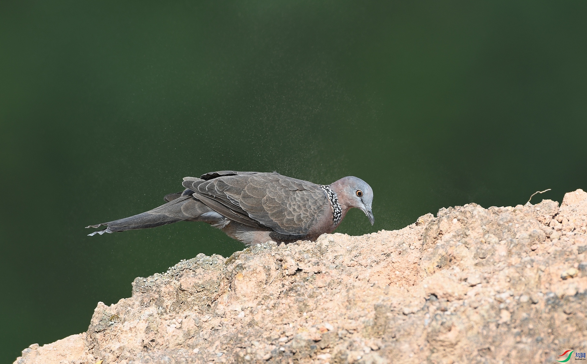 DSC_7007.jpg