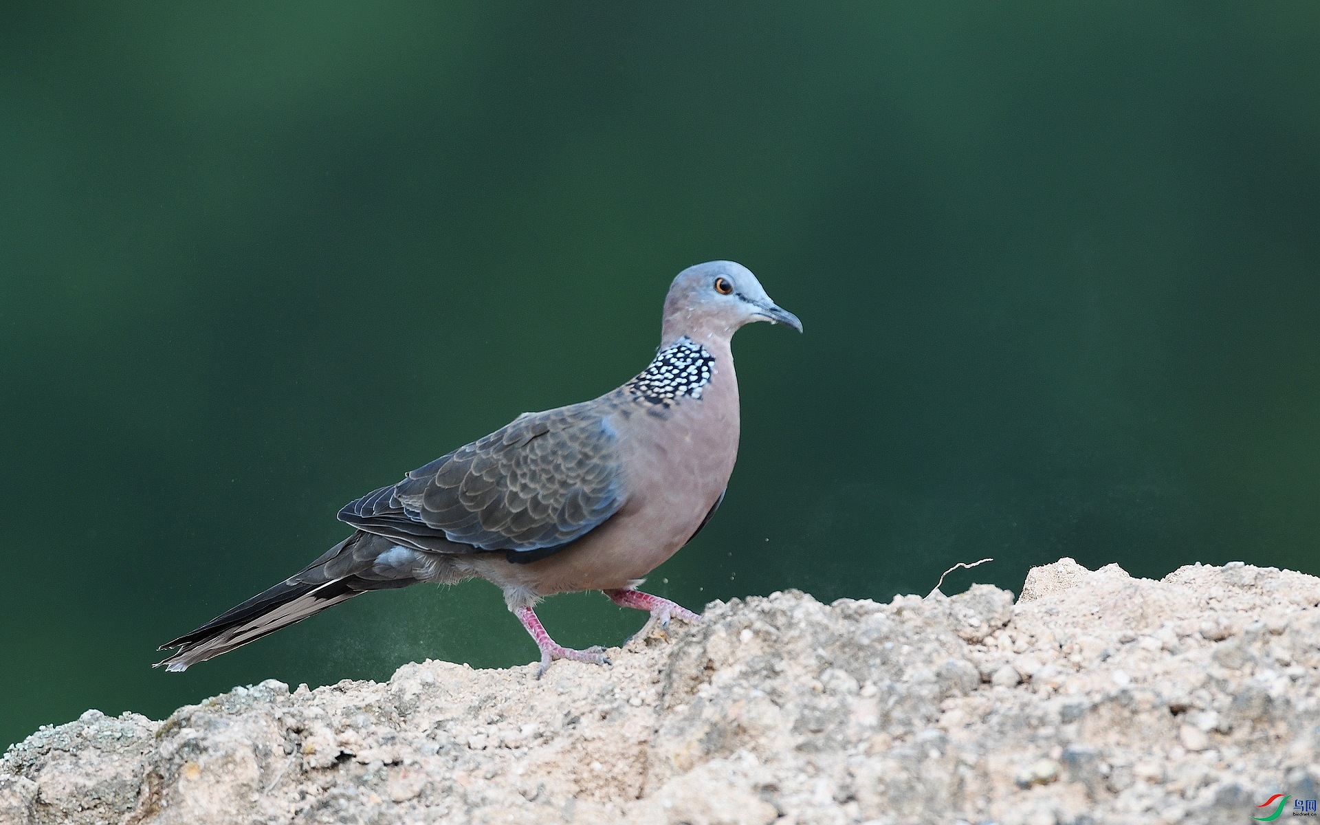 DSC_7243.jpg