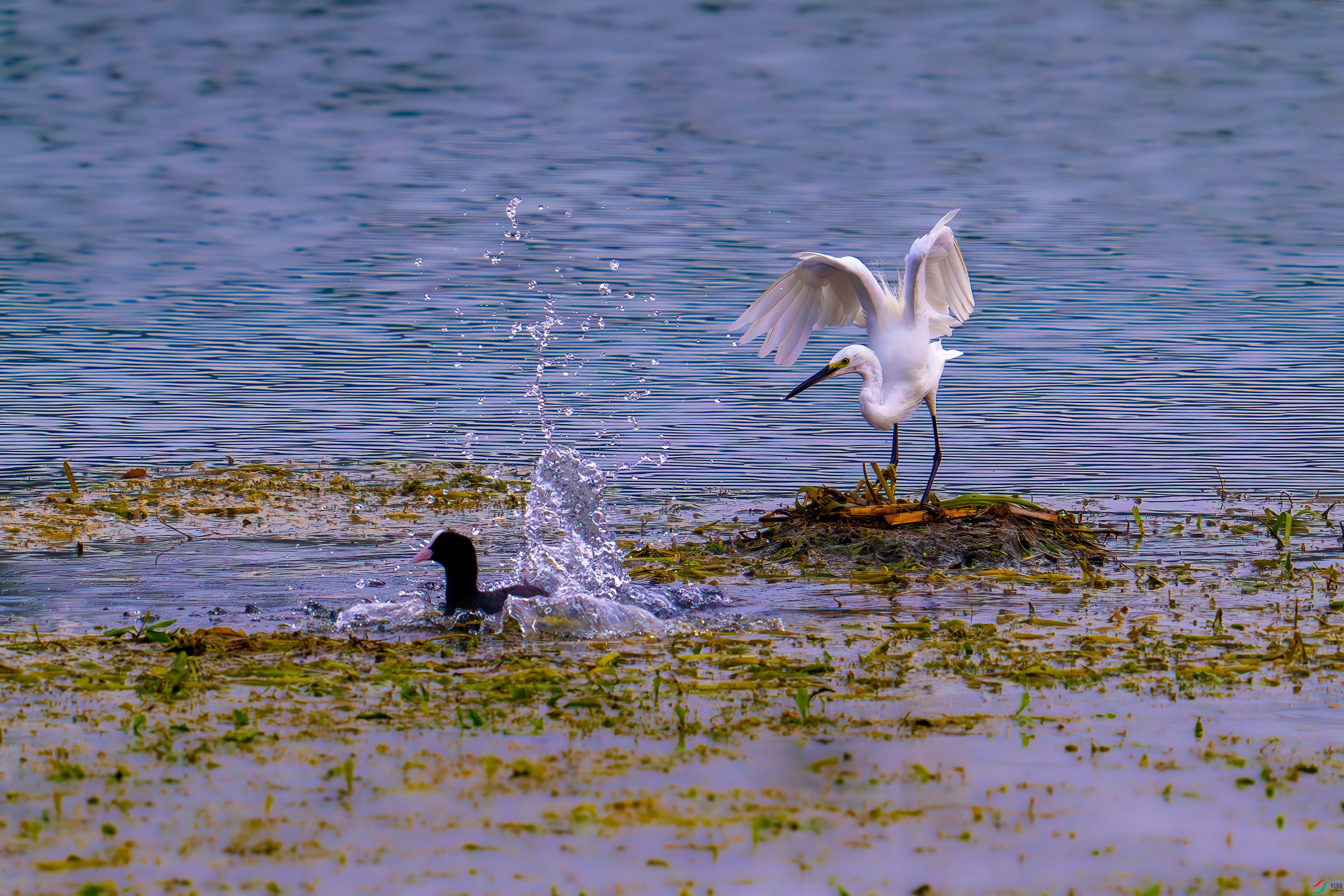 _DSC8925.jpg