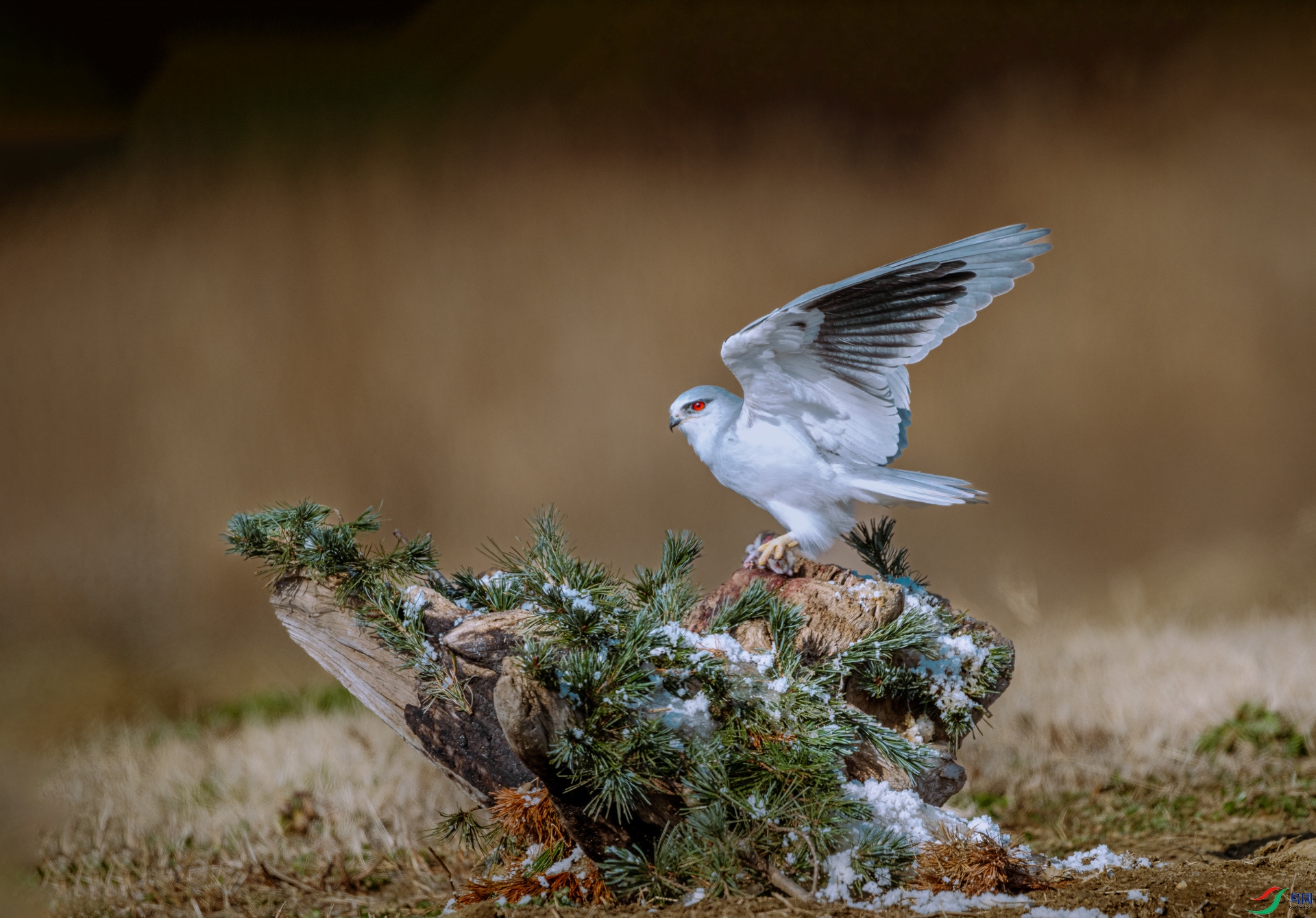 DSC_2064 ����.jpg