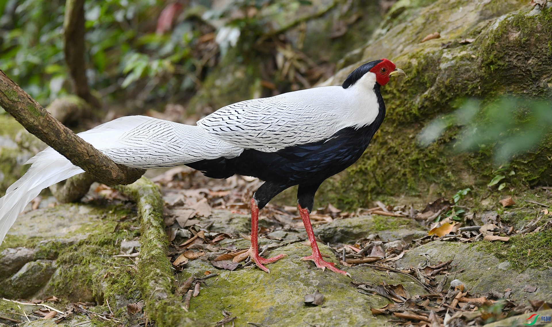 DSC_7290.jpg