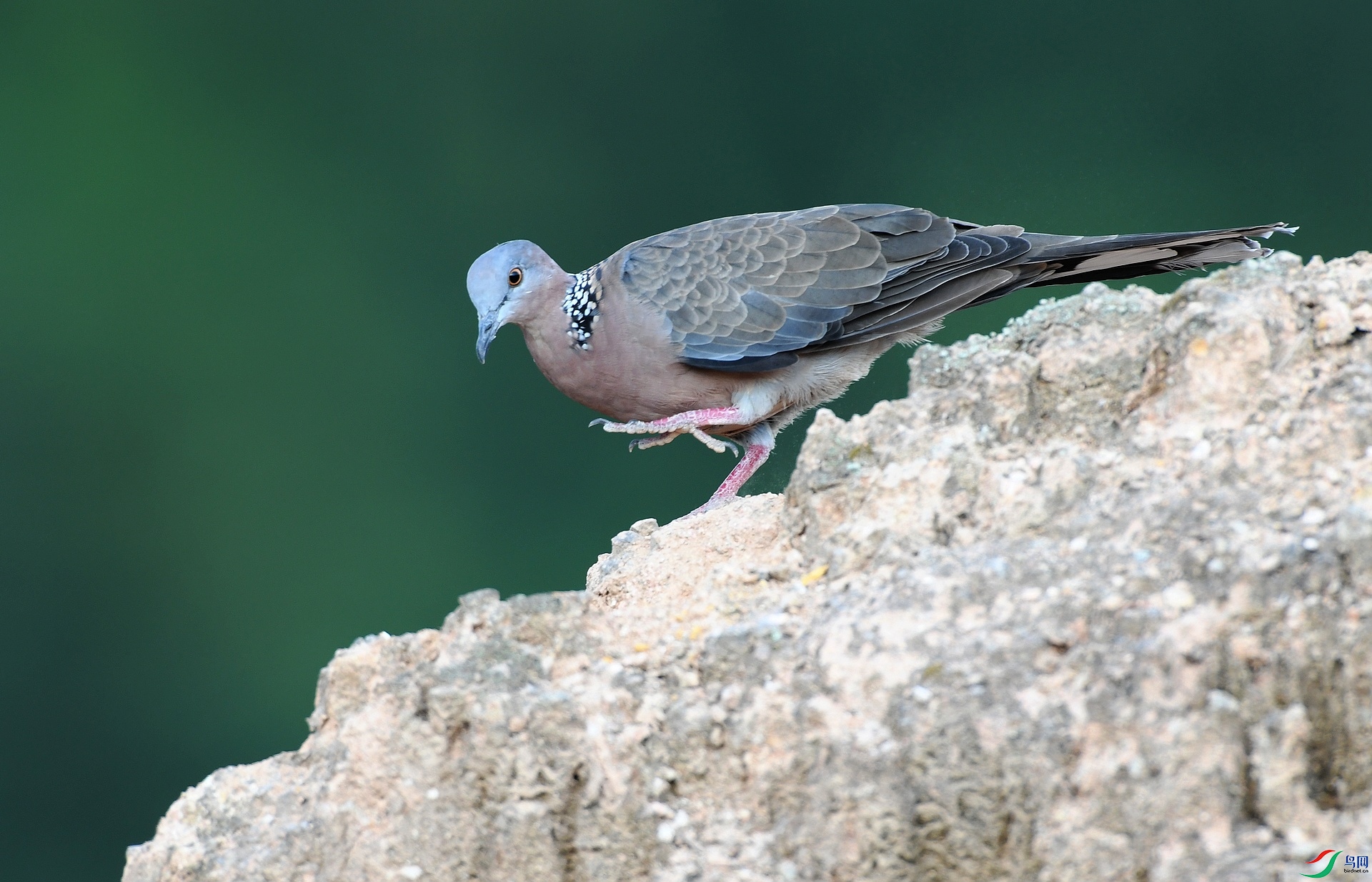 DSC_7314.jpg