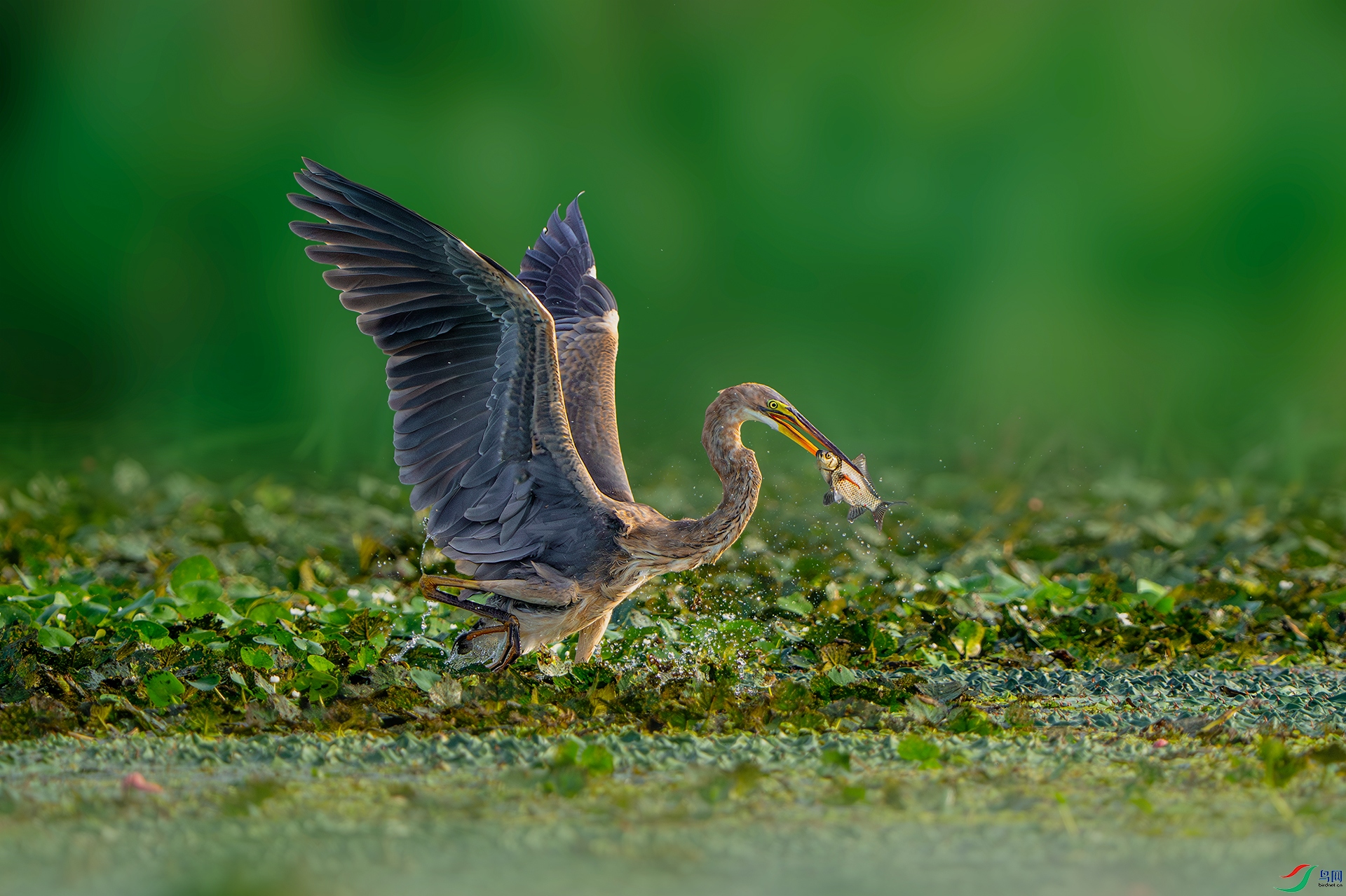 _DSC2103 ����С.jpg