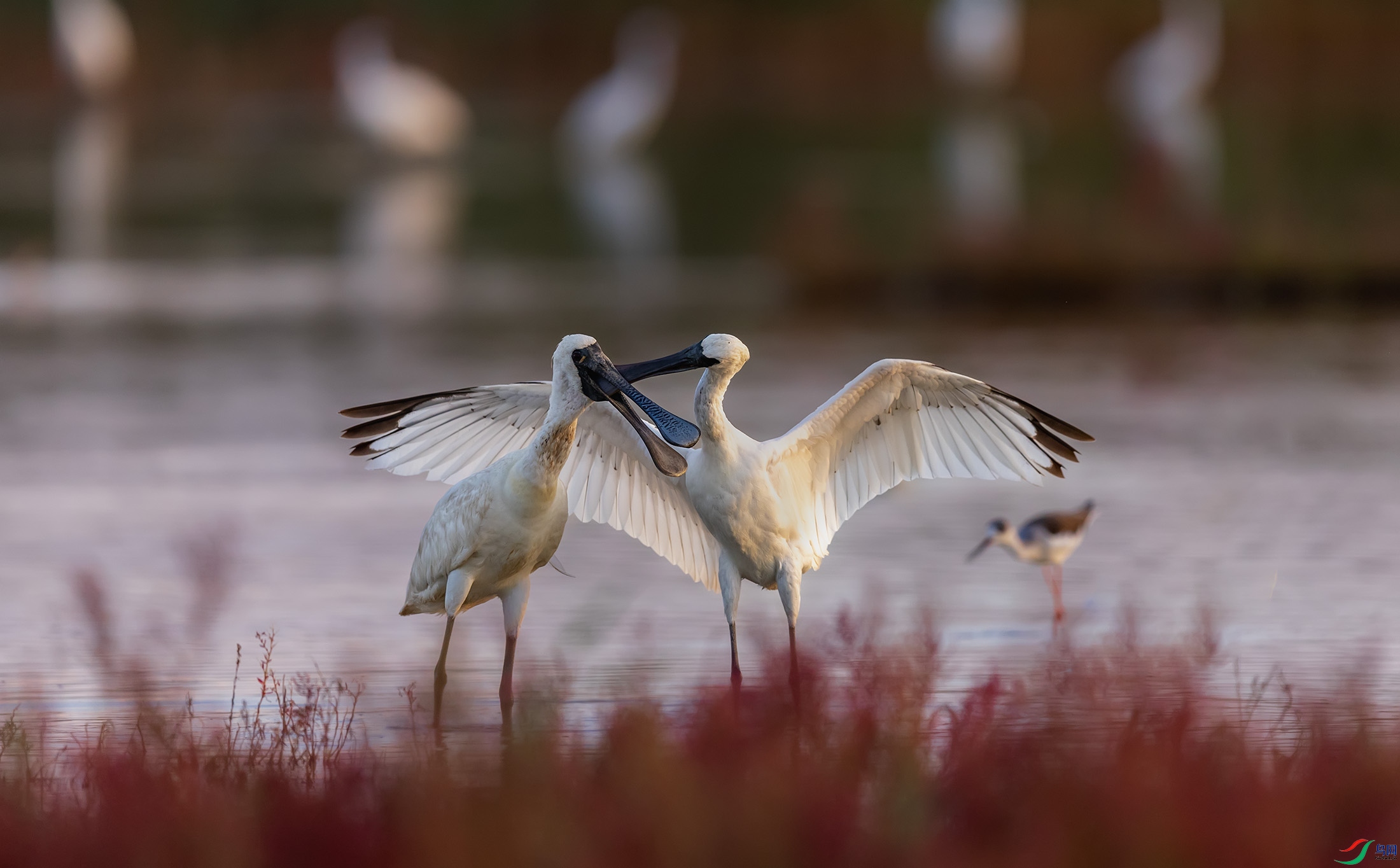 ��������