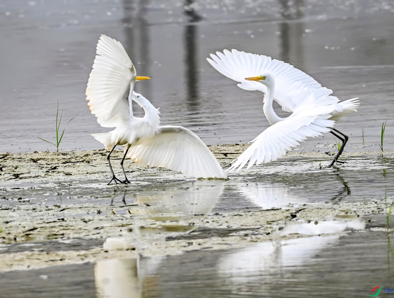 DSC_3227---_conew1.jpg