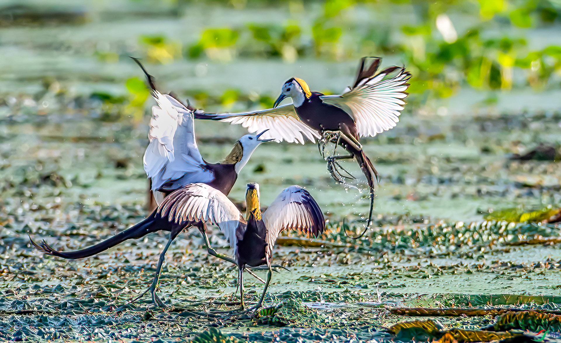 _S7I0511 ����-Sh-----11  .jpg