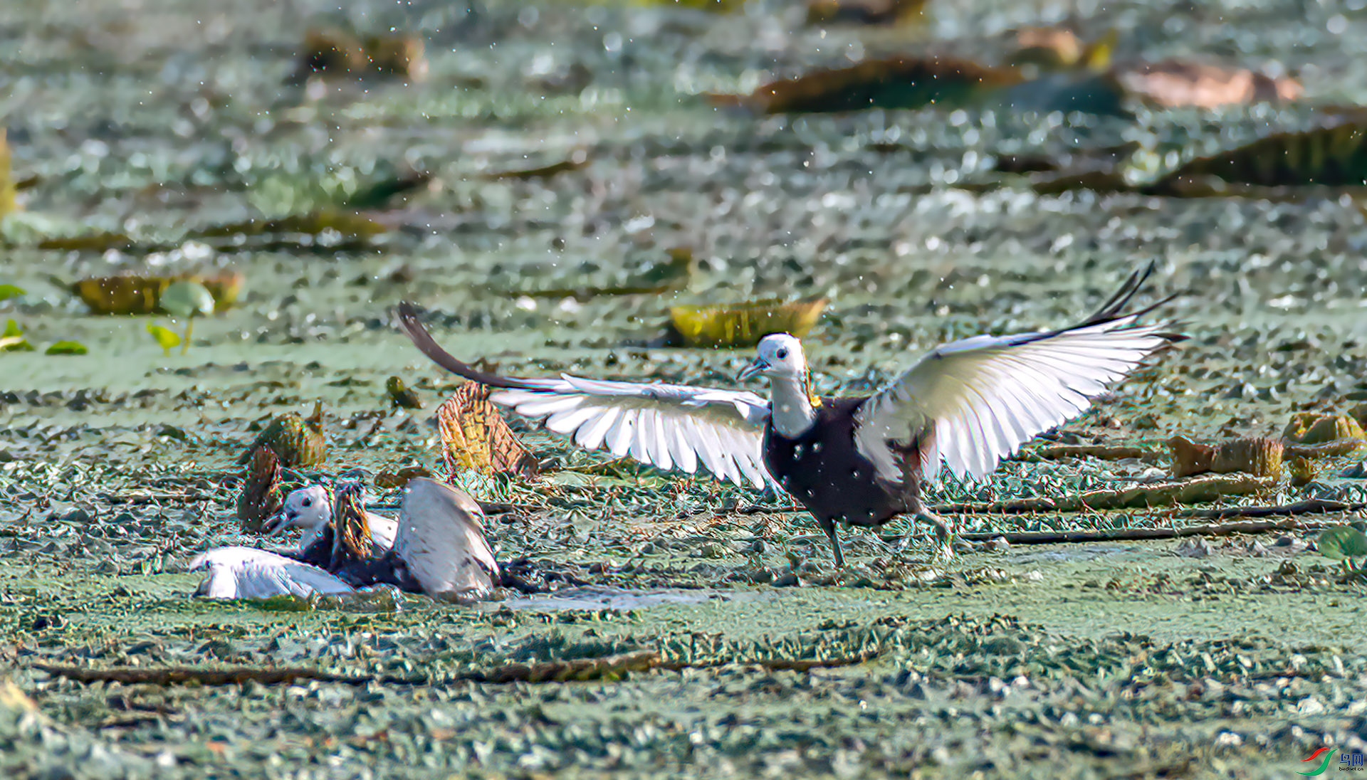 _S7I1183 ����-Sh---1 .jpg