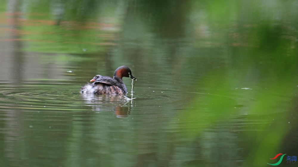 DSCF8131.1.jpg