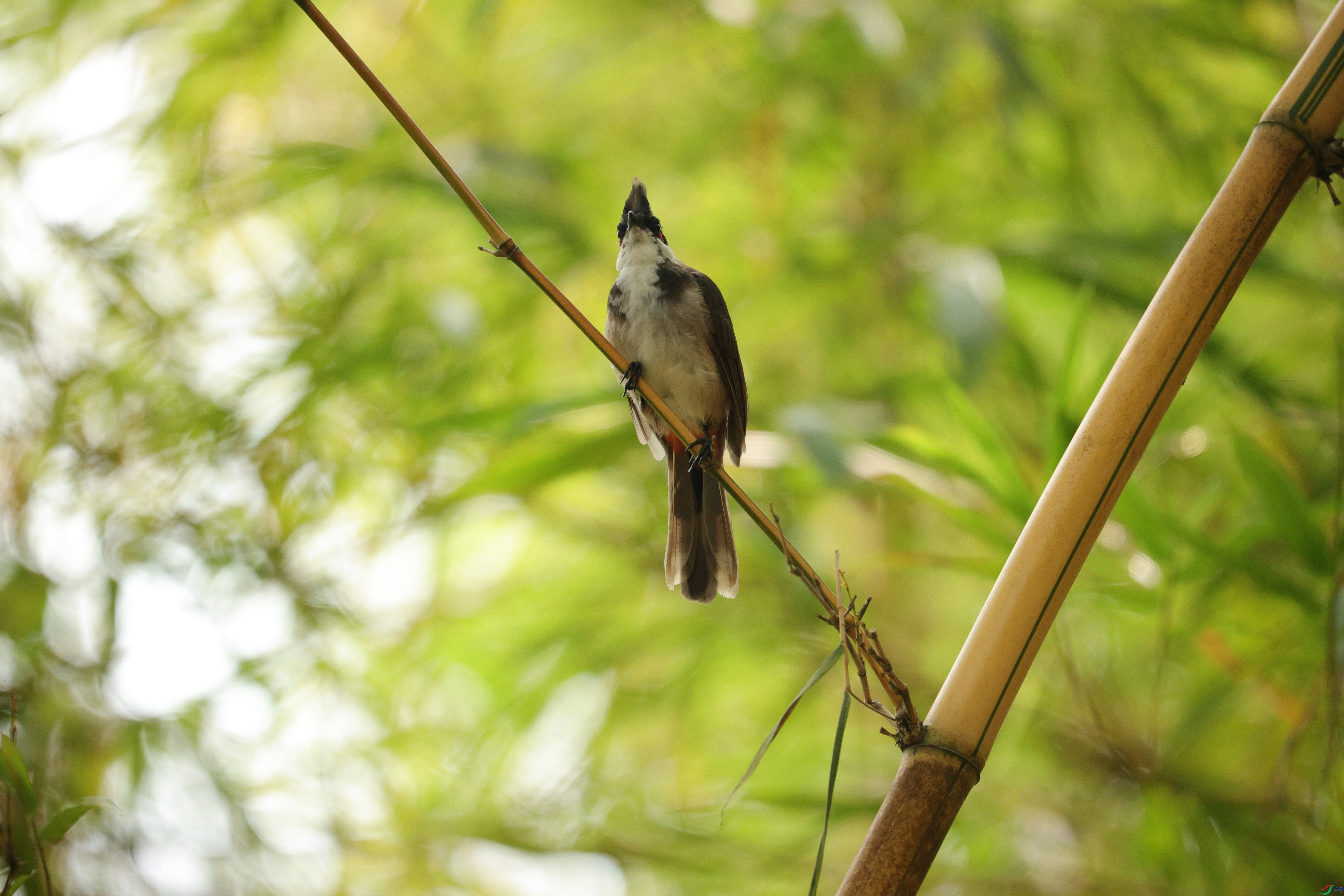 5802��ש����