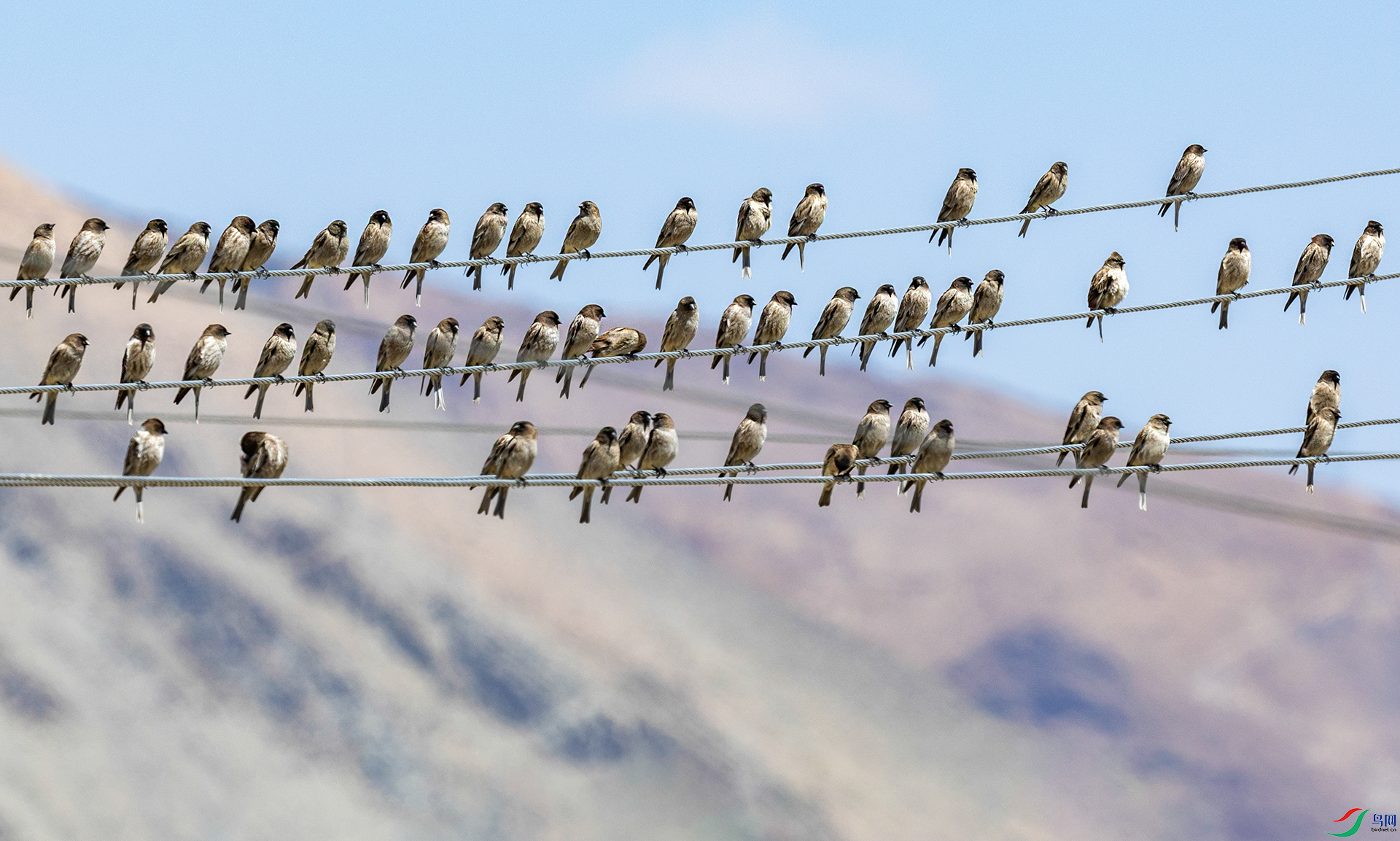 066A7750-1.png