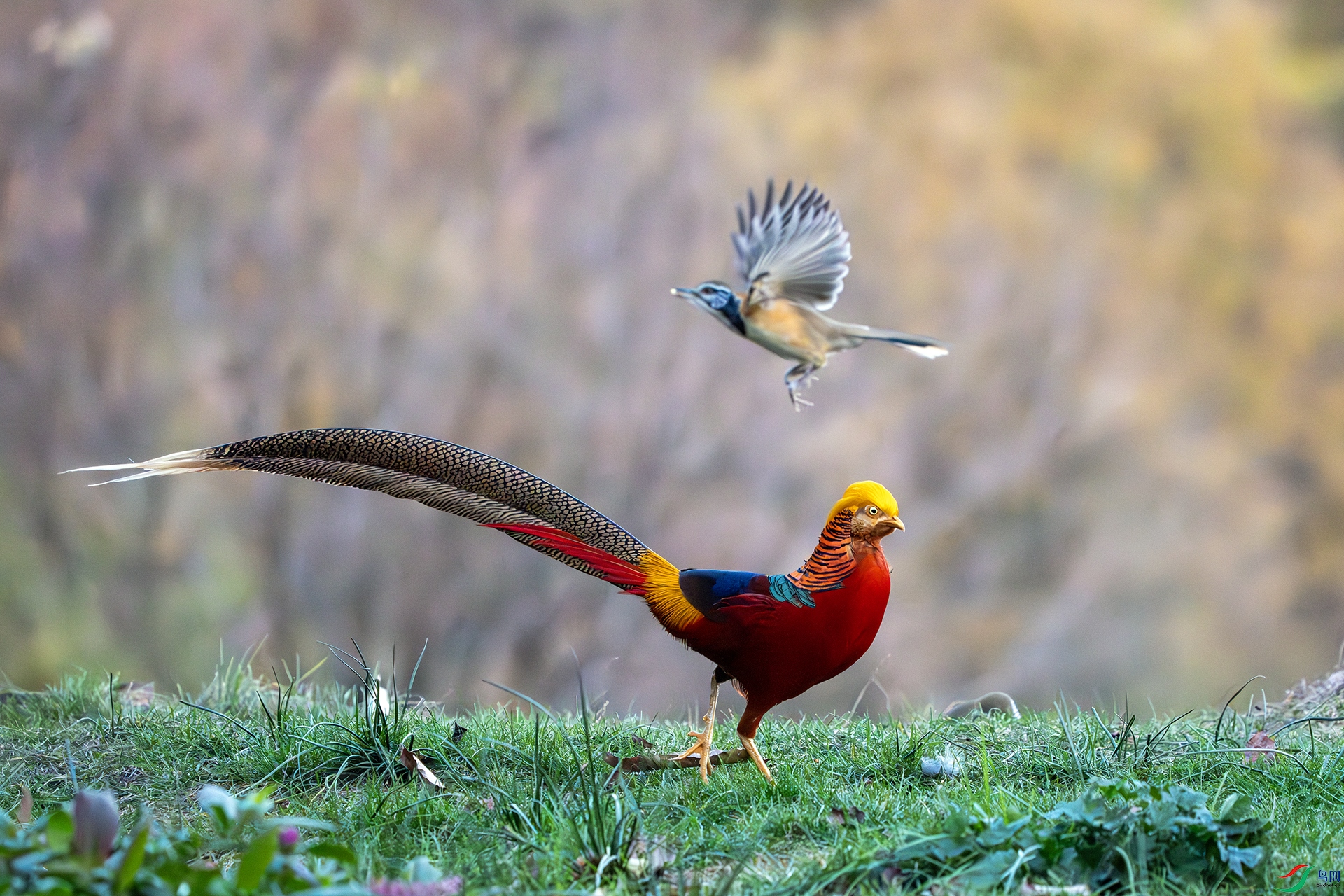 DSC05428-����ǿ-NR ����.jpg