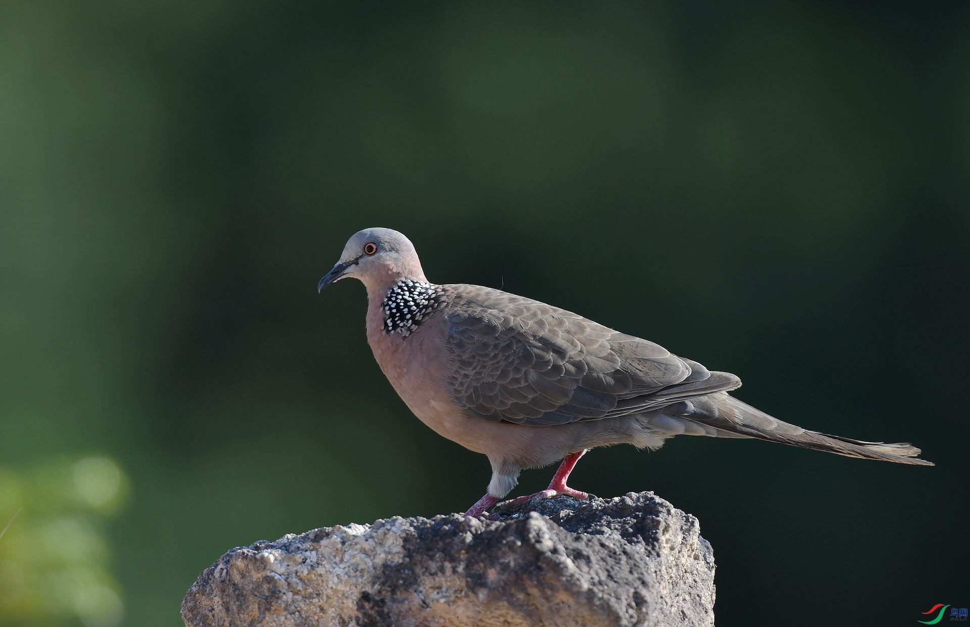 DSC_9016.jpg