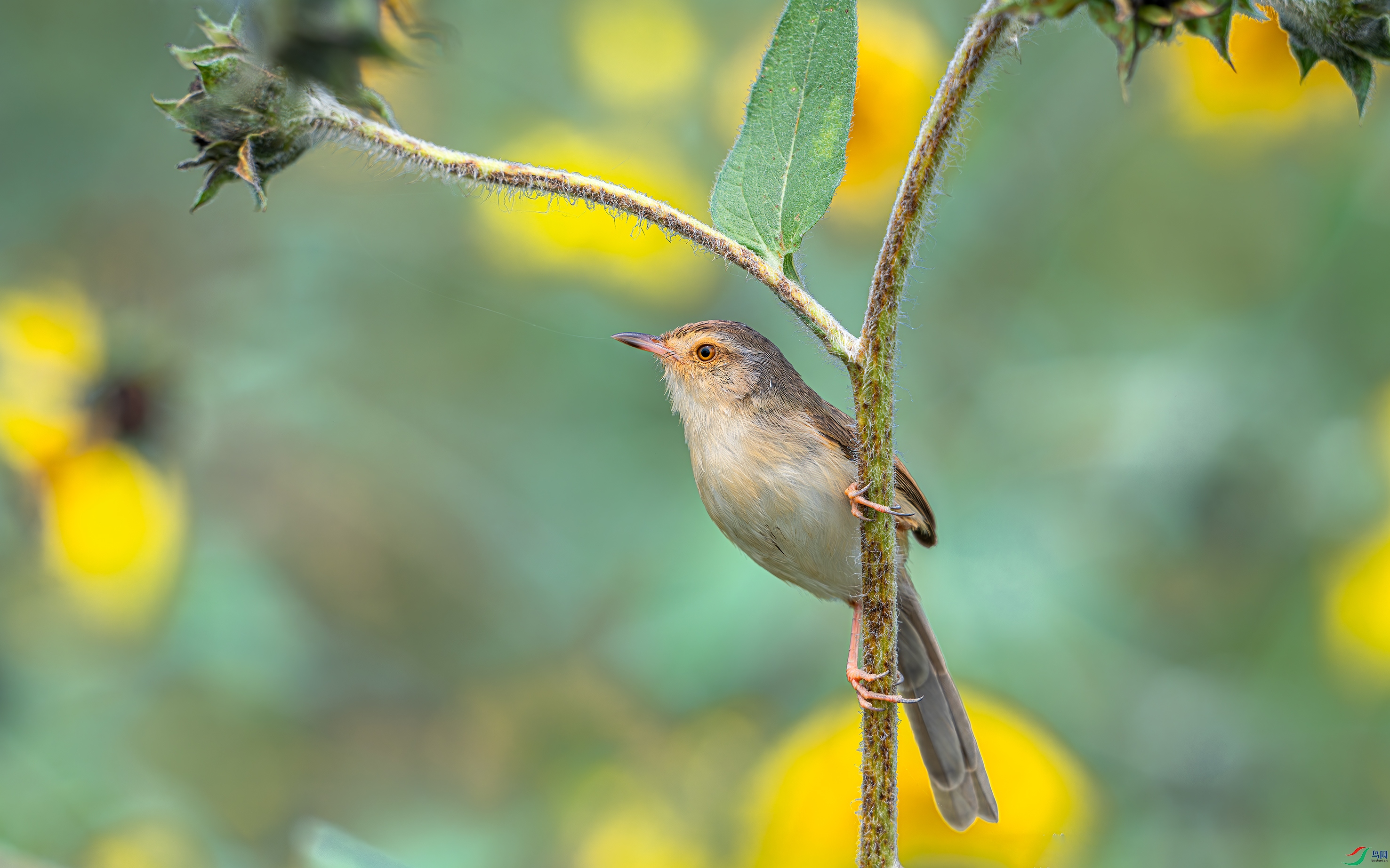 DSC_3361.jpg