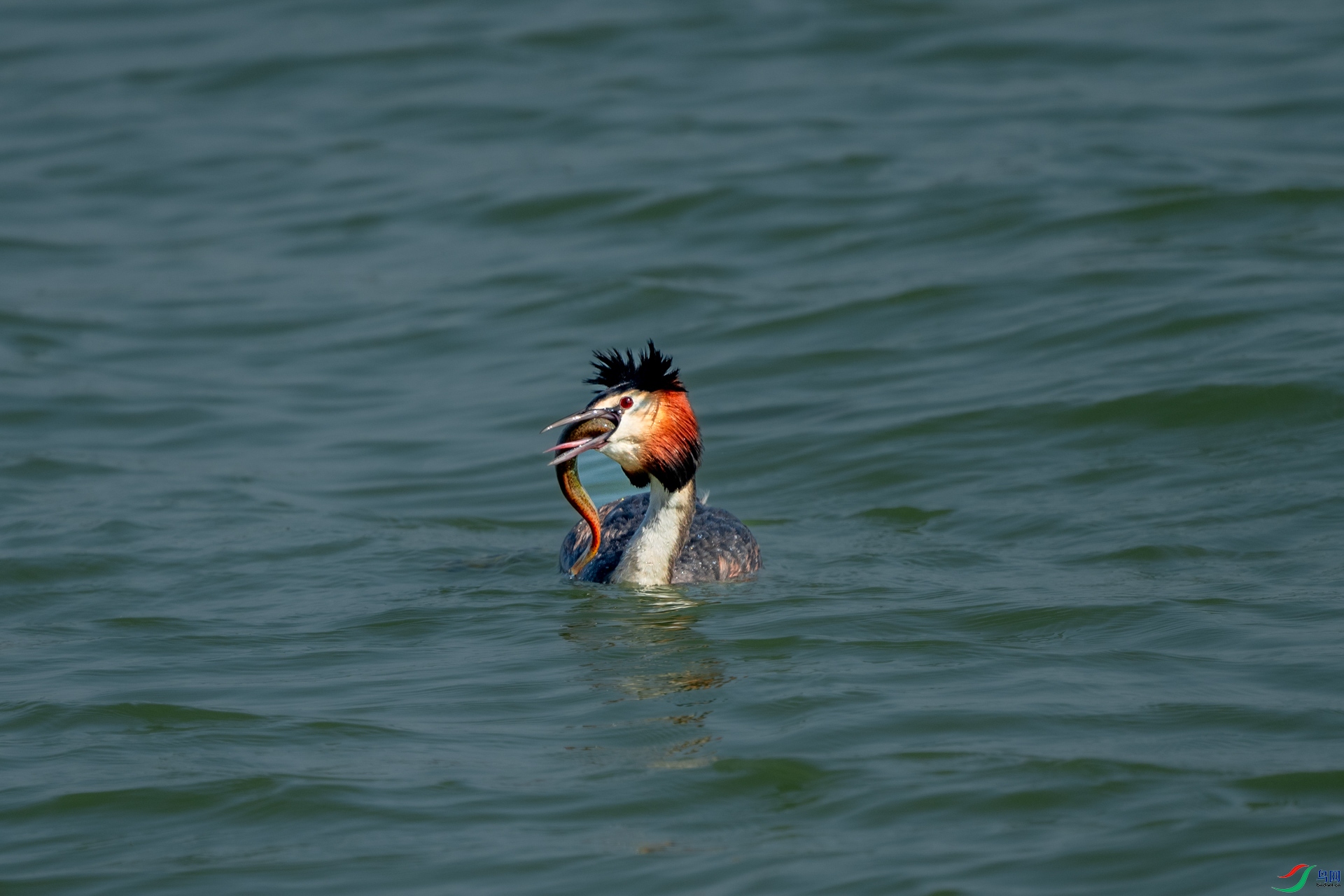 DSC_9509.jpg