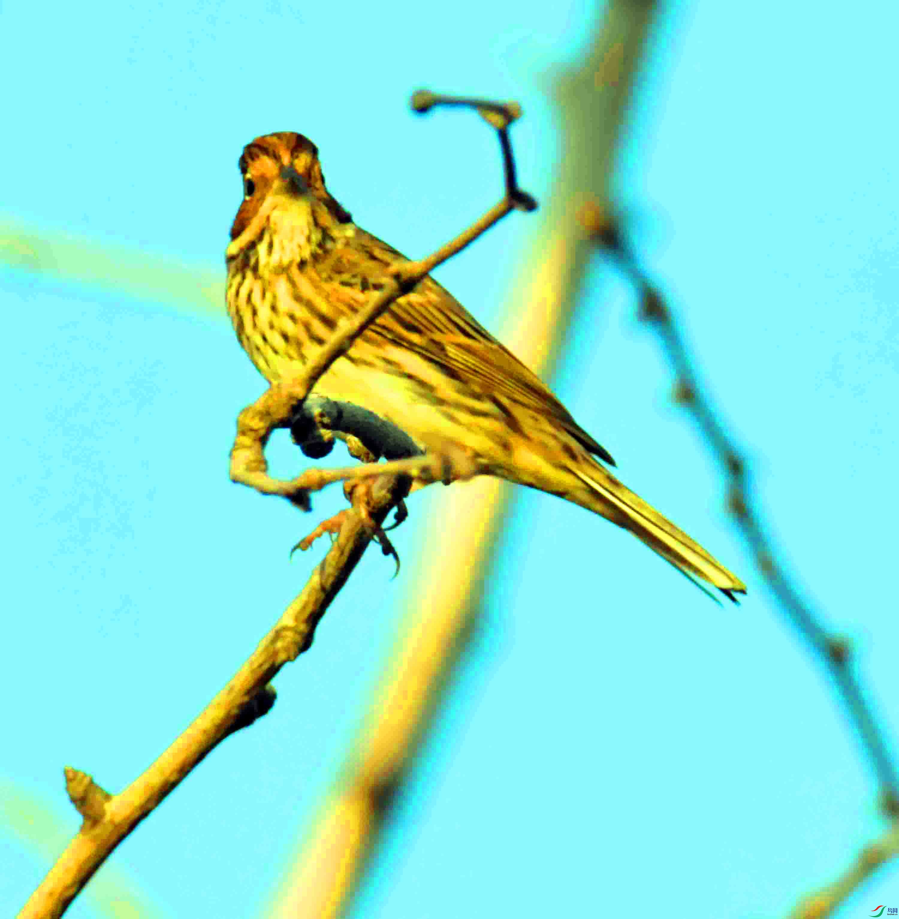 DSC_4516.JPG