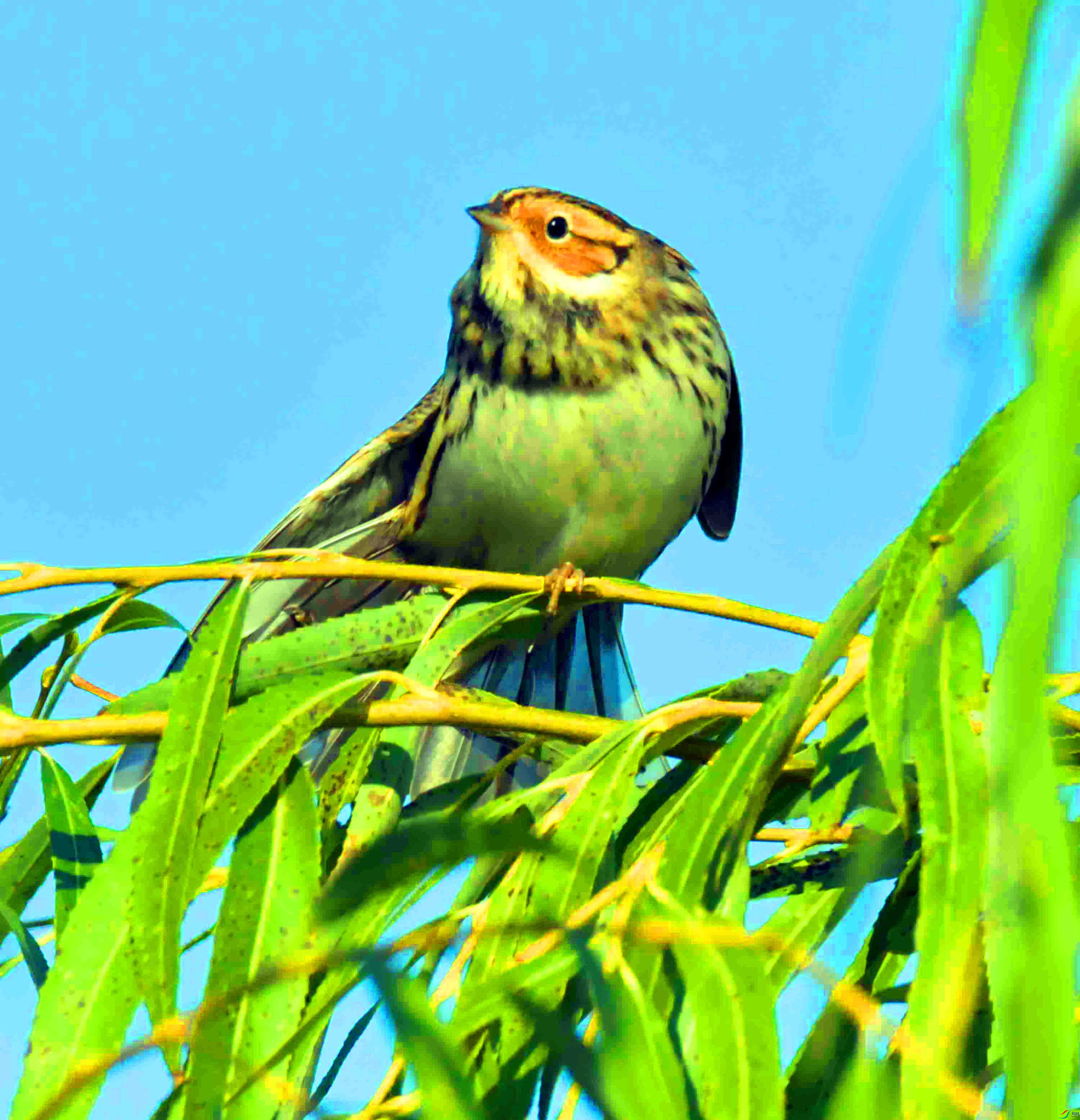 DSC_4653.JPG
