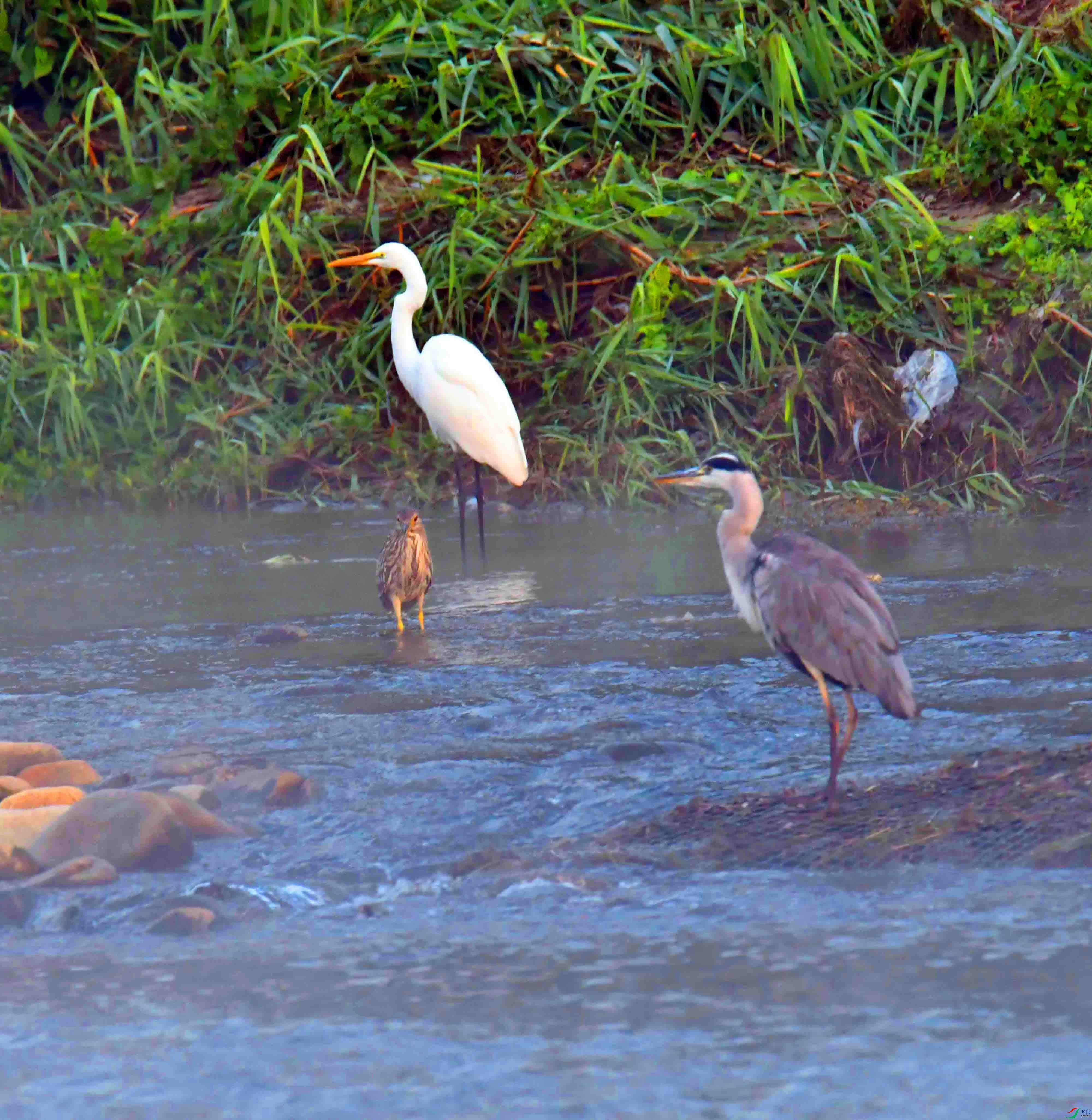 DSC_1320.JPG