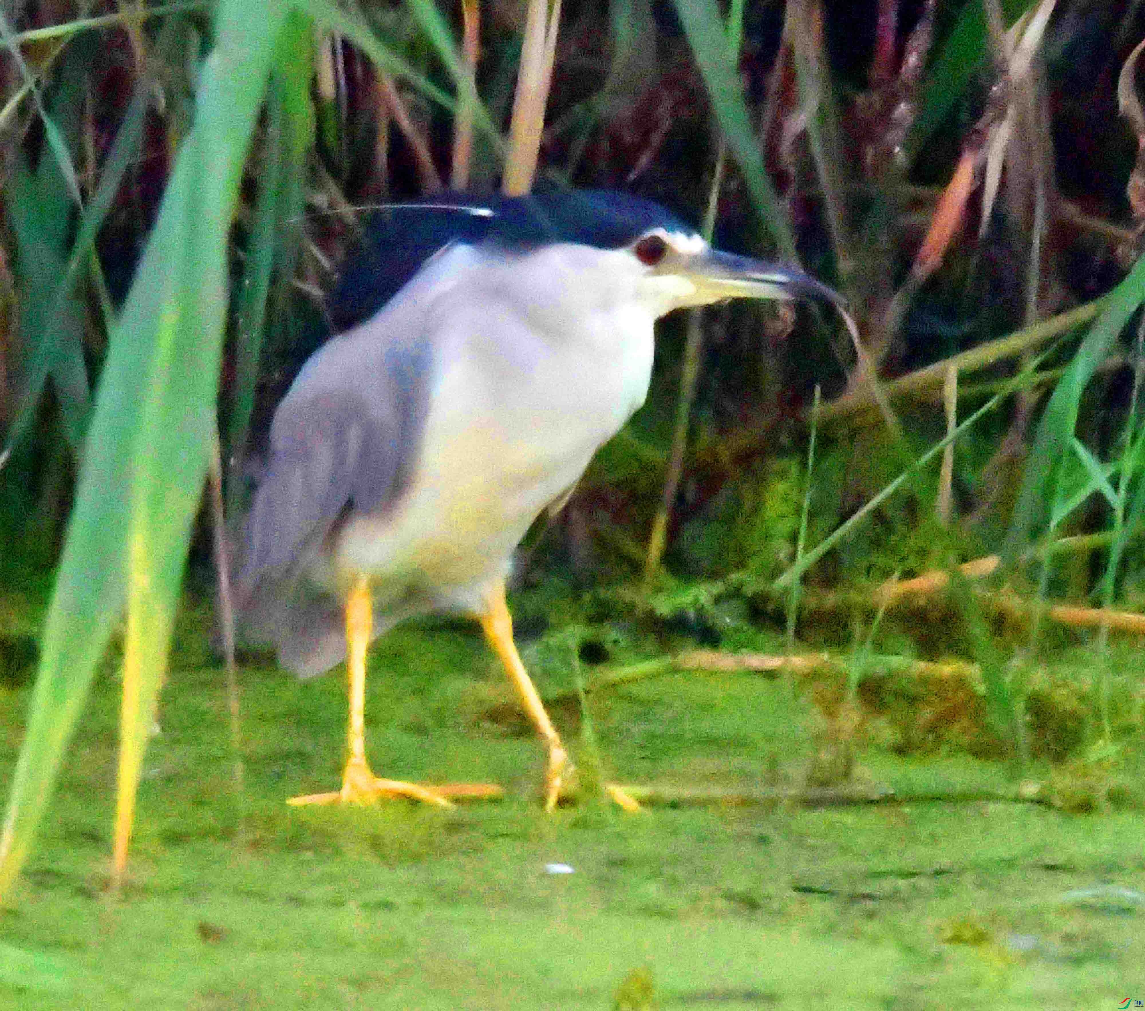 DSC_2623.JPG