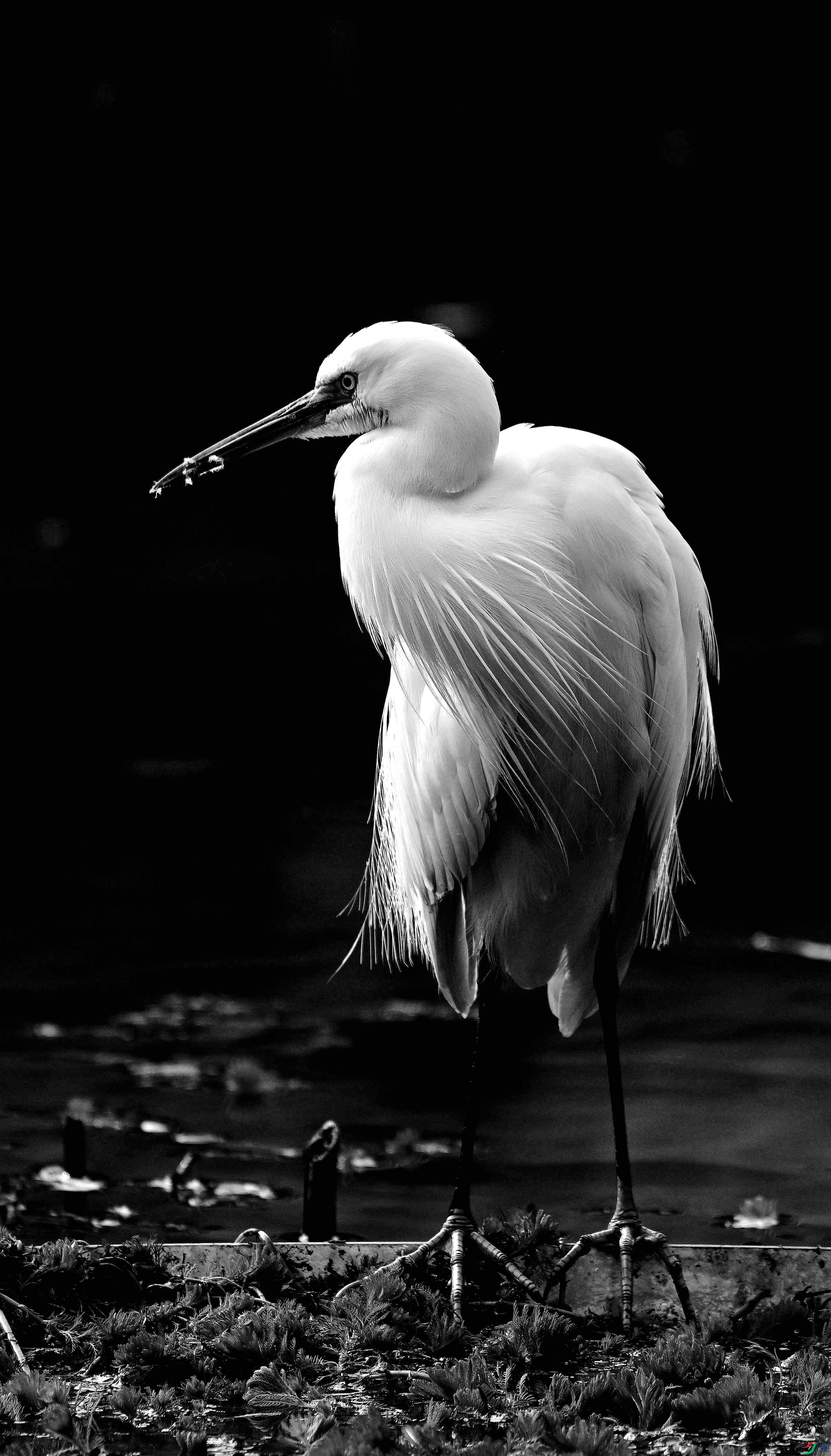 DSC_0237.jpg